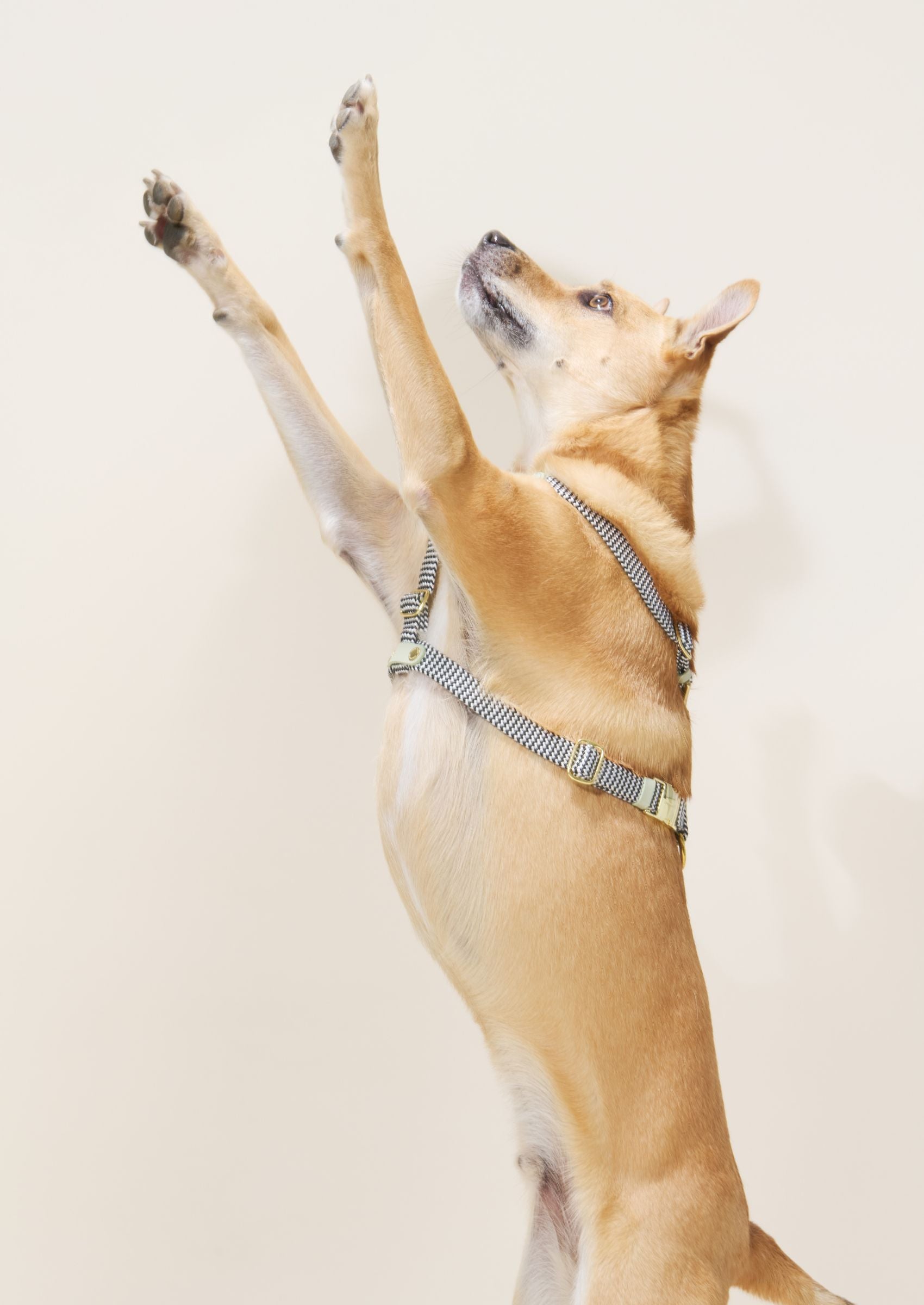 Leather Dog Harness | Bloublommetjie