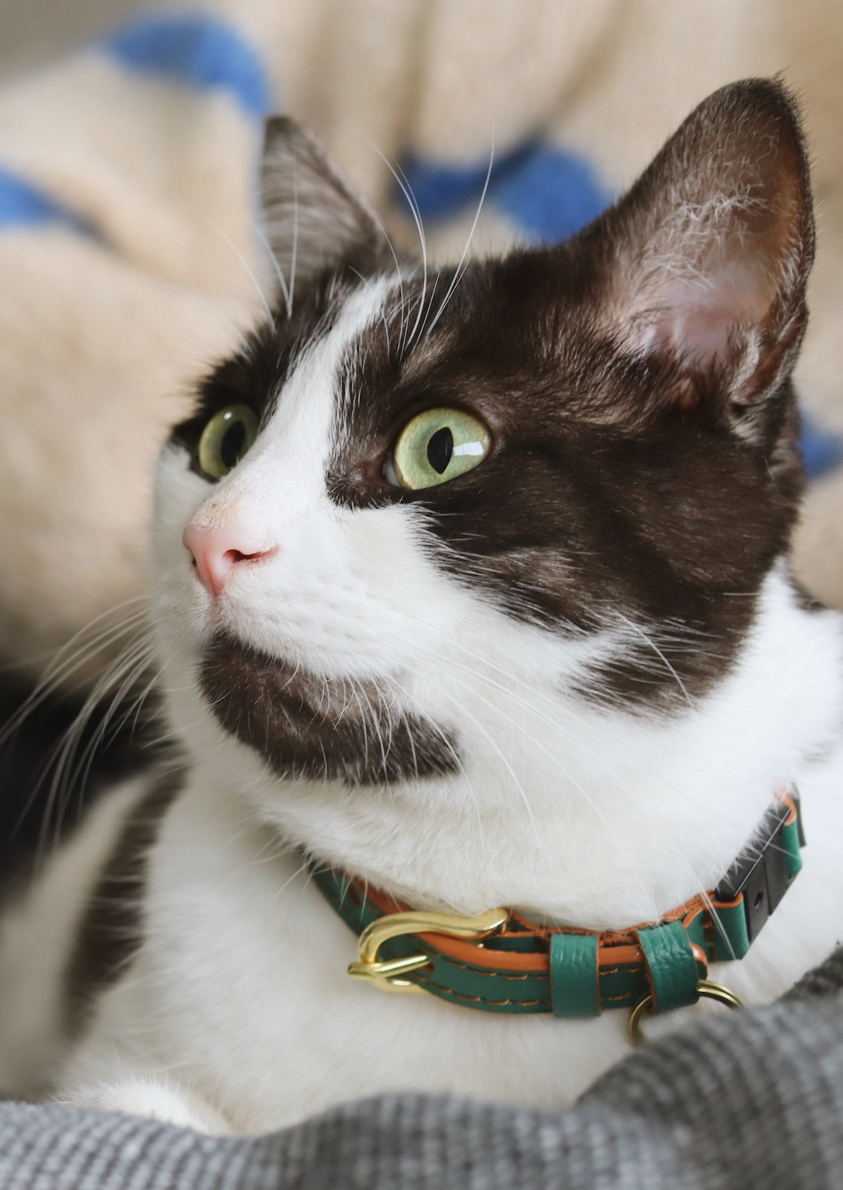 Adjustable Quick-Release Leather Cat Collar | Green Shady