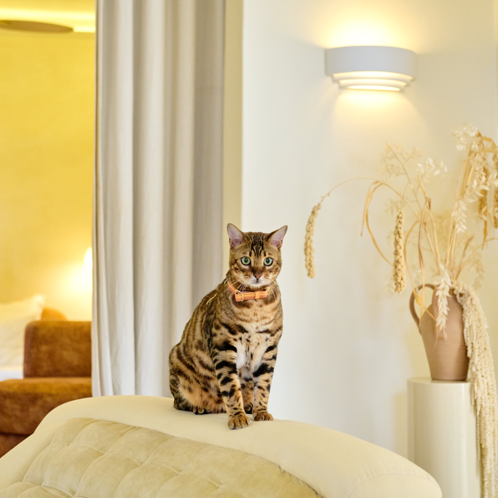 Adjustable Cat Collar | Rooibos