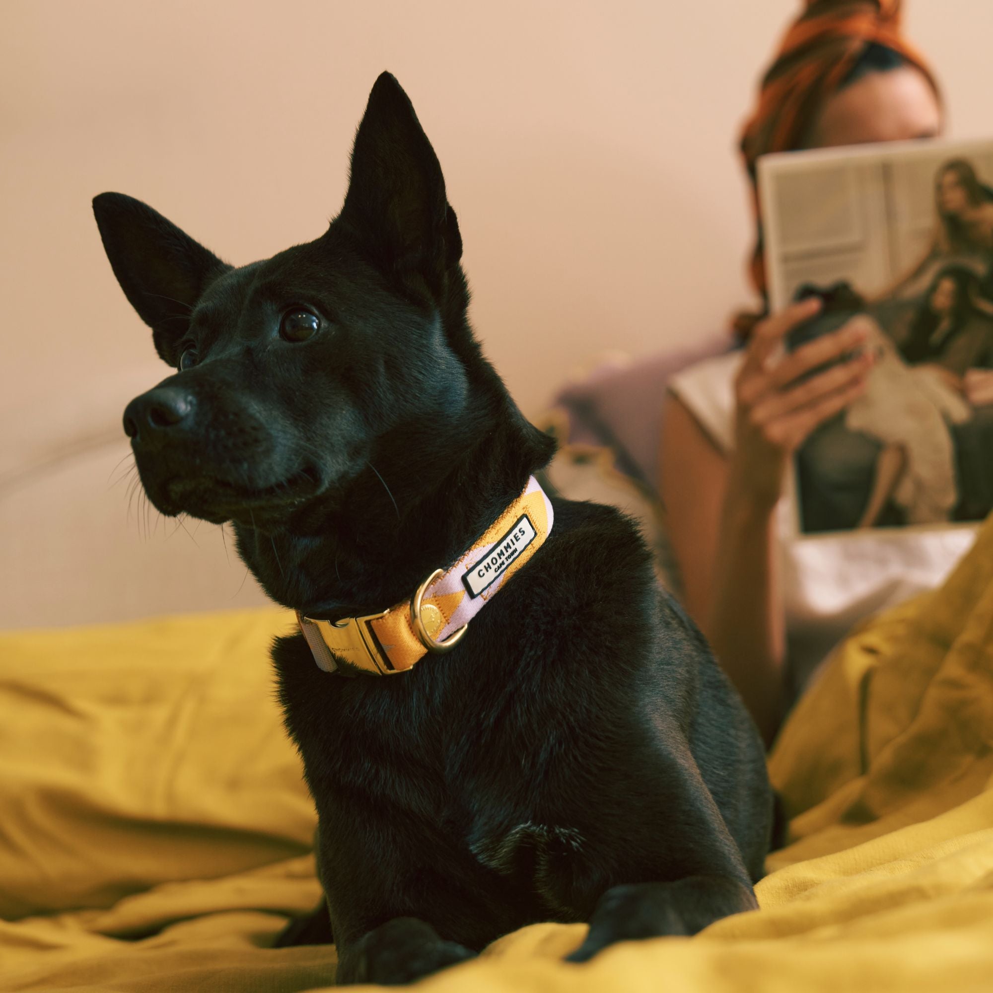 Adjustable Quick-Release Collar | Lilac & Yellow