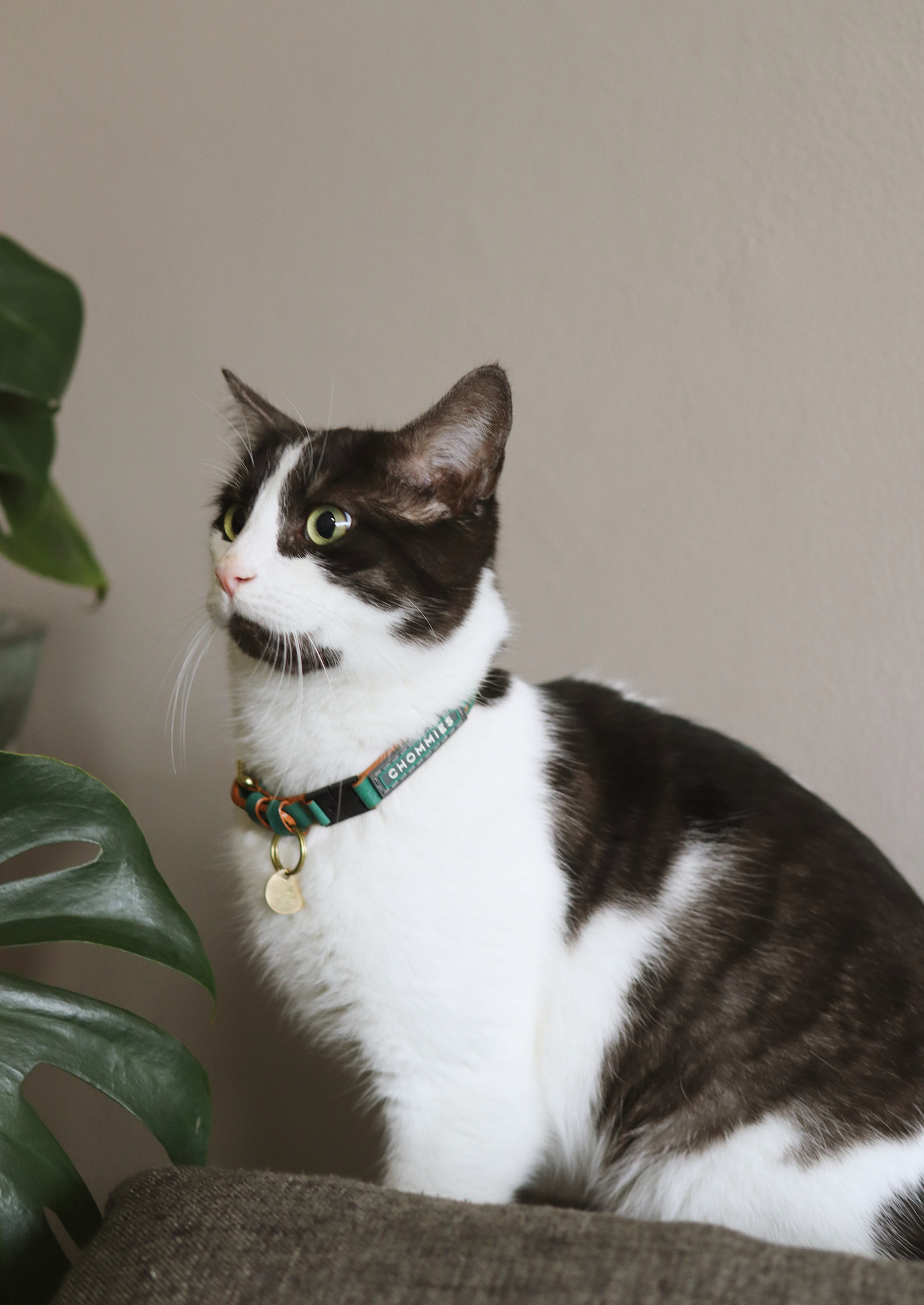 Adjustable Quick-Release Leather Cat Collar | Green Shady