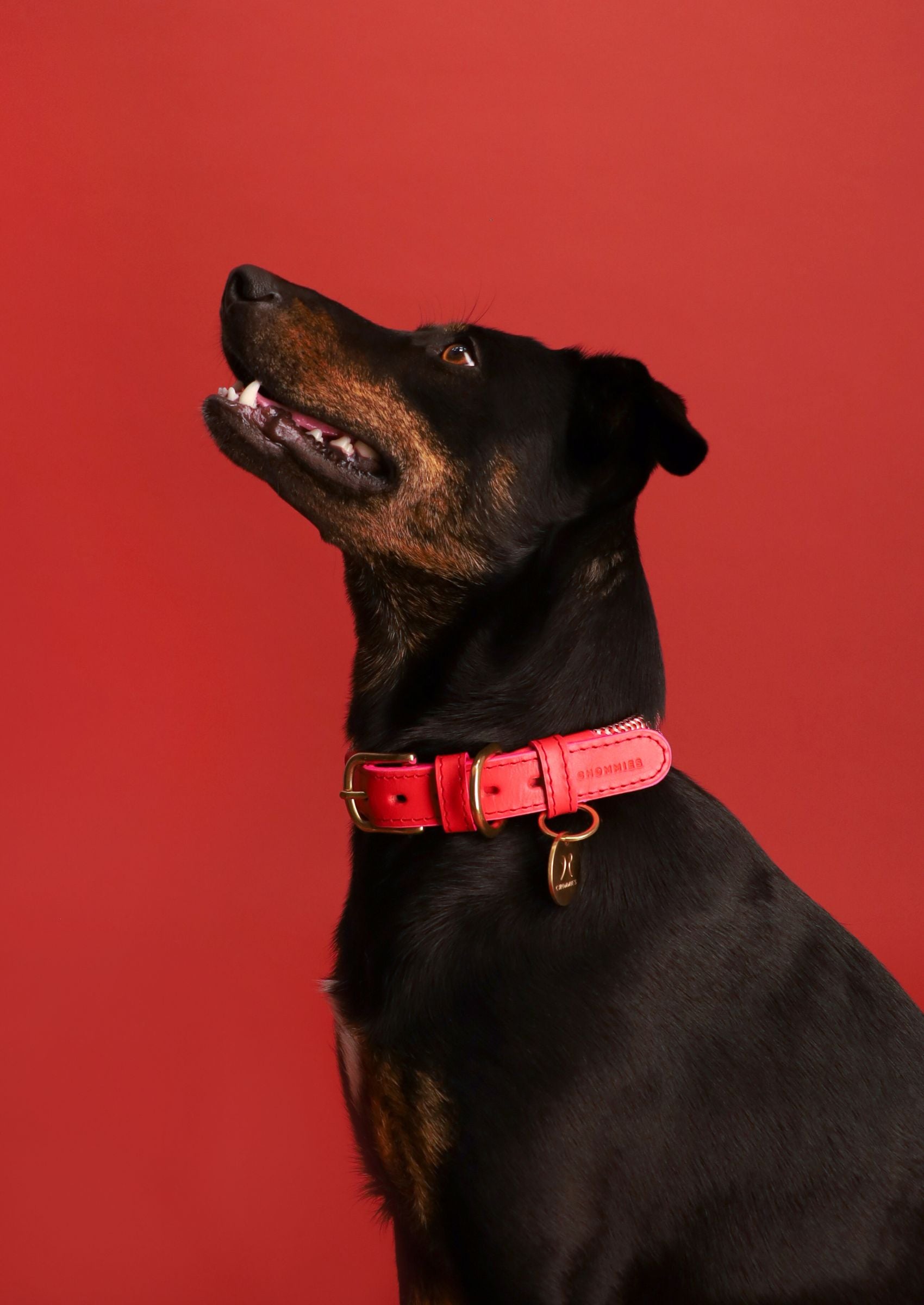 Adjustable Dog Collar | Candy Cane