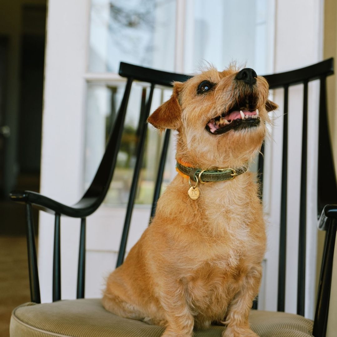 Adjustable Small Dog Collar | Pomm Pomm Spring