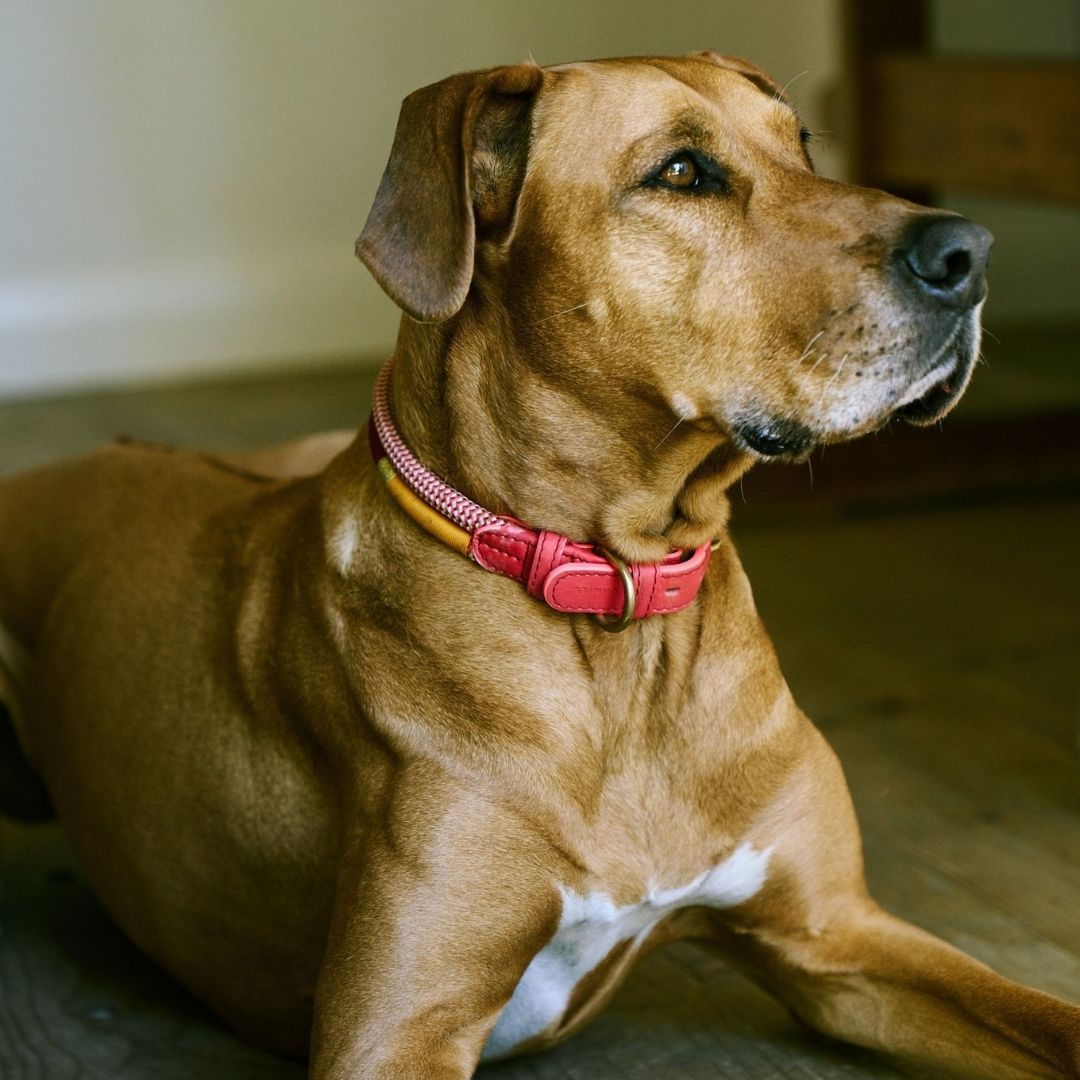 Adjustable Dog Collar | Fezzy