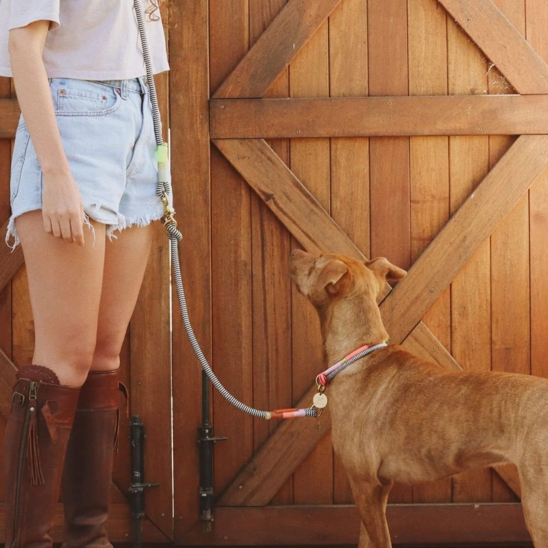 Adjustable Dog Collar | Popsicle