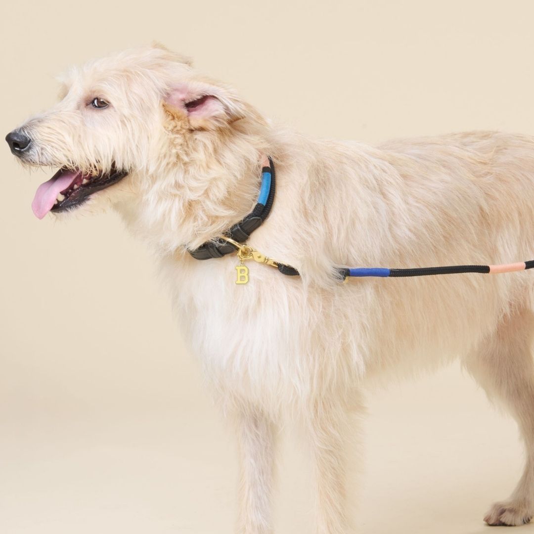 Adjustable Dog Collar | Shongololo on Black