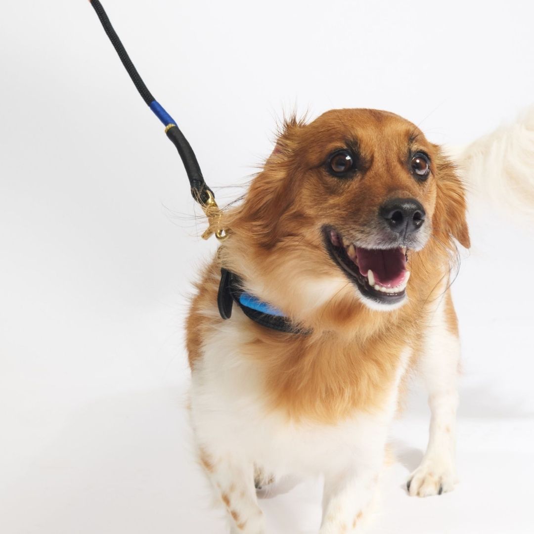 Adjustable Dog Collar | Shongololo on Black