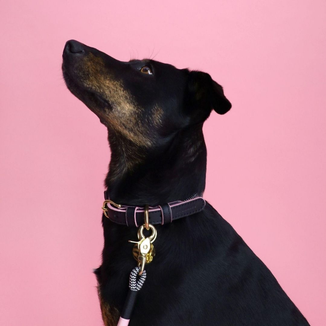Adjustable Dog Collar | Tennis Court