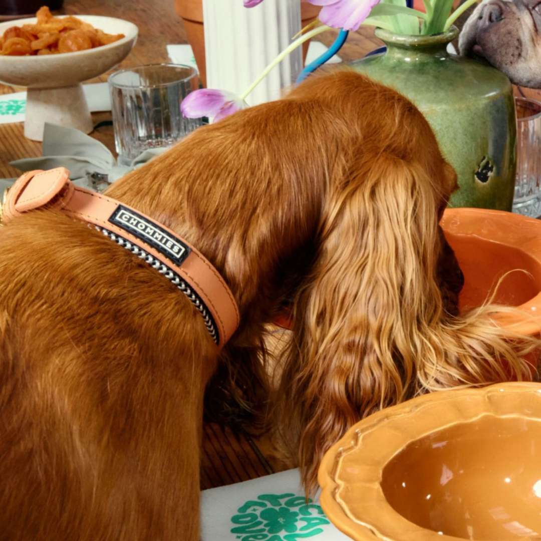 Adjustable Leather Dog Collar | Apricot