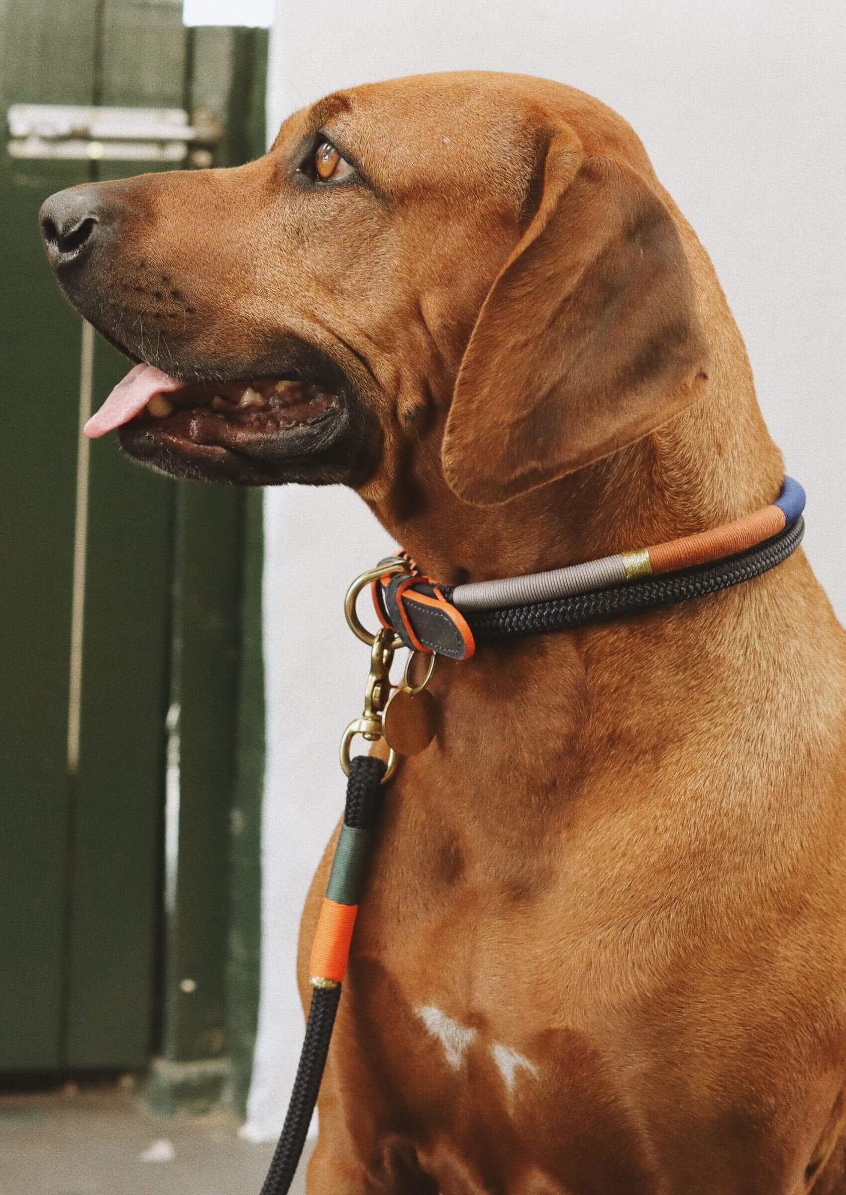 Chommies Adjustable Dog Collar | Blue Bobo on Navy