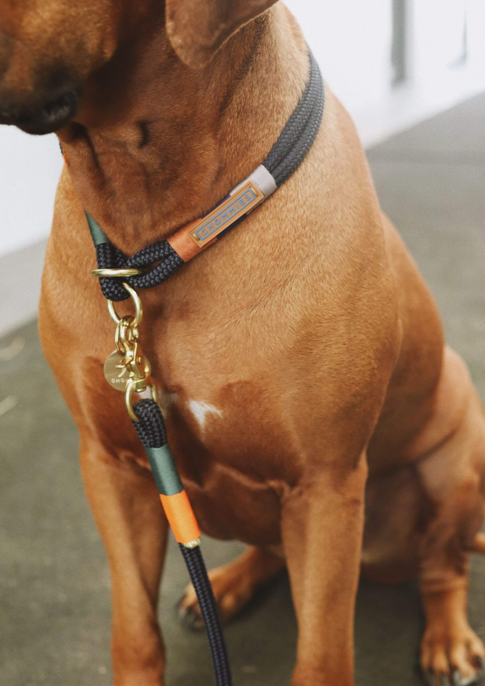 Chommies O-Ring Choker Dog Collar | Blue Bobo on Navy