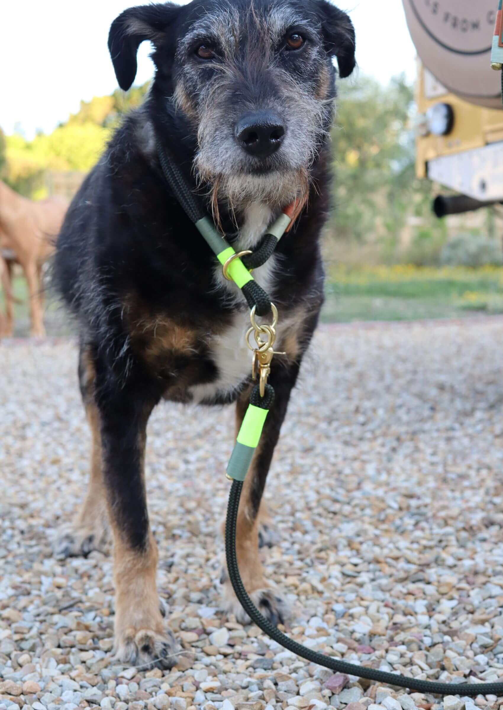 Chommies O-Ring Choker Dog Collar | Glow Bokkie on Olive
