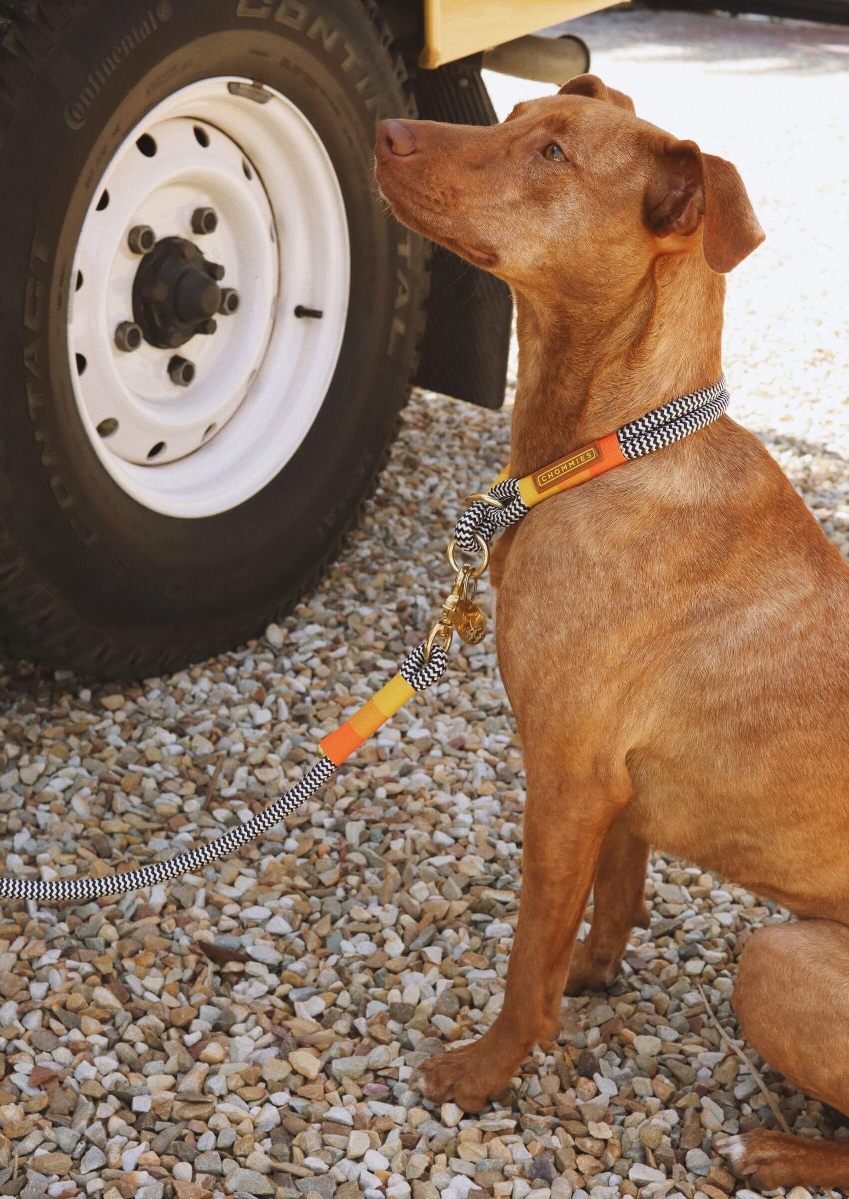 Chommies O-Ring Choker Dog Collar | Instant Honey