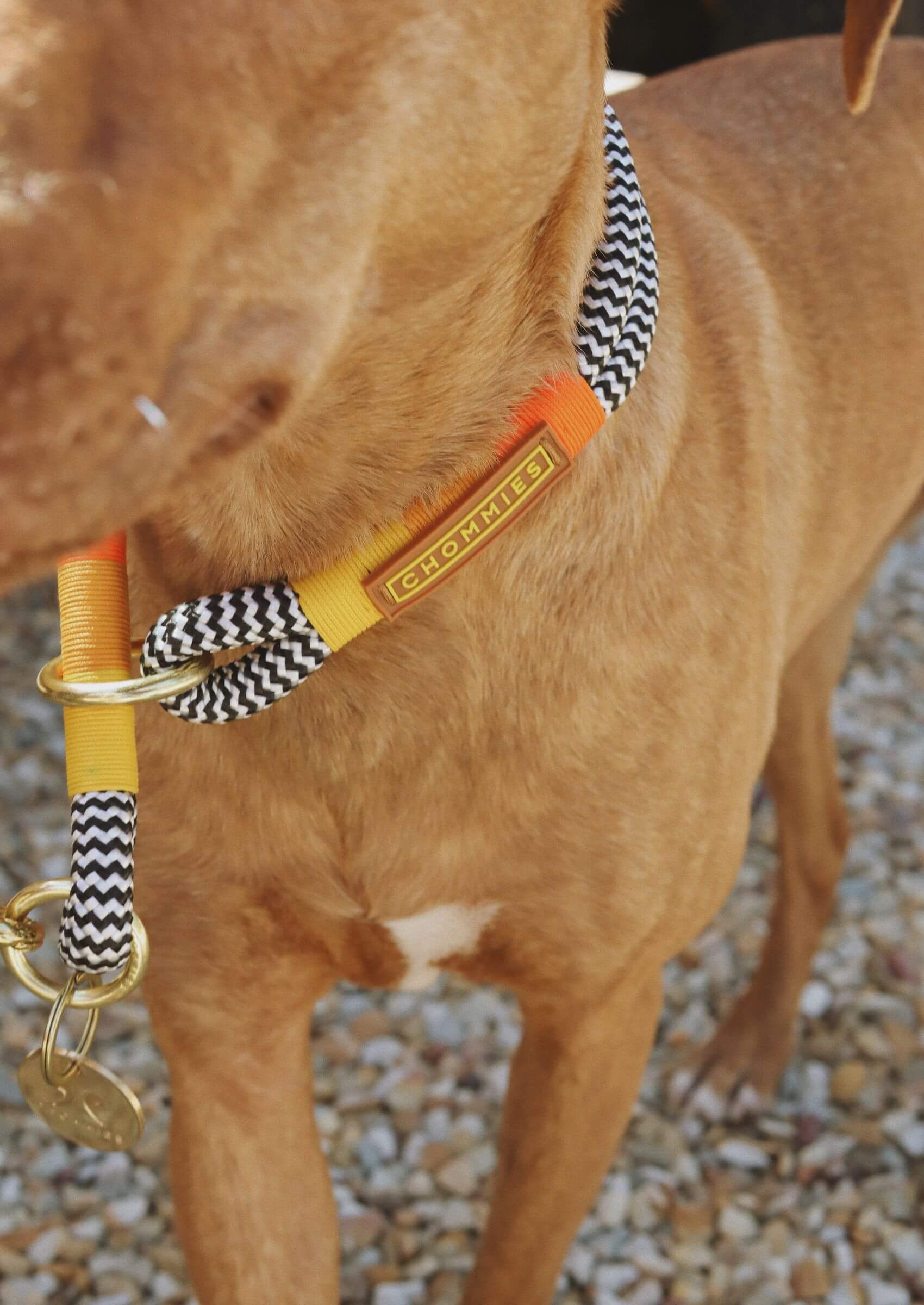 Chommies O-Ring Choker Dog Collar | Instant Honey