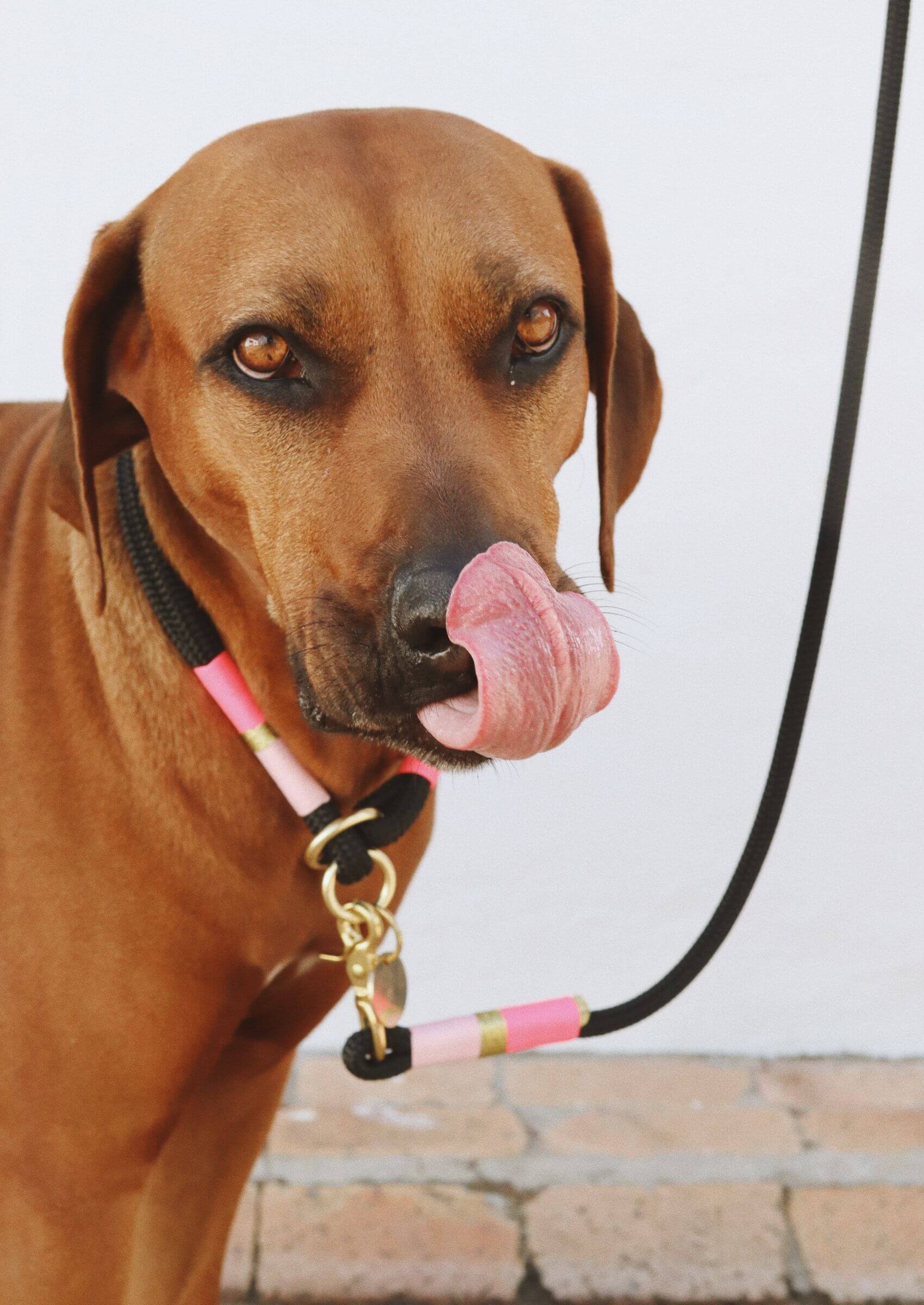 Chommies O-Ring Choker Dog Collar | Pink Acid on Black