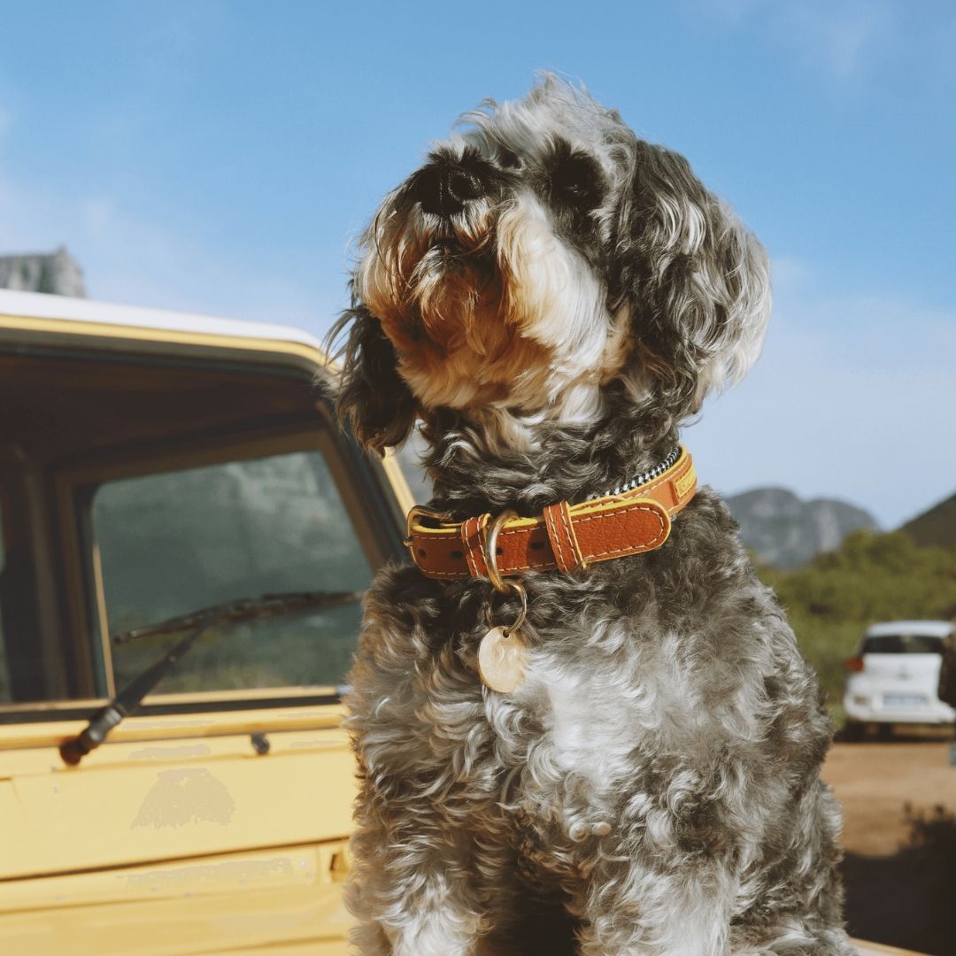 Adjustable Leather Dog Collar | Cognac West