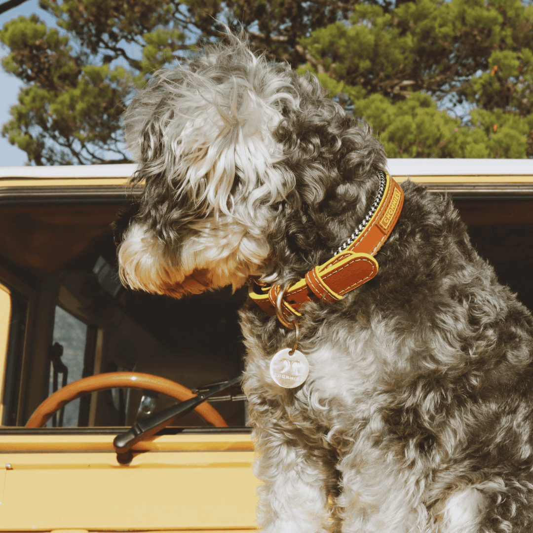 Adjustable Leather Dog Collar | Cognac West