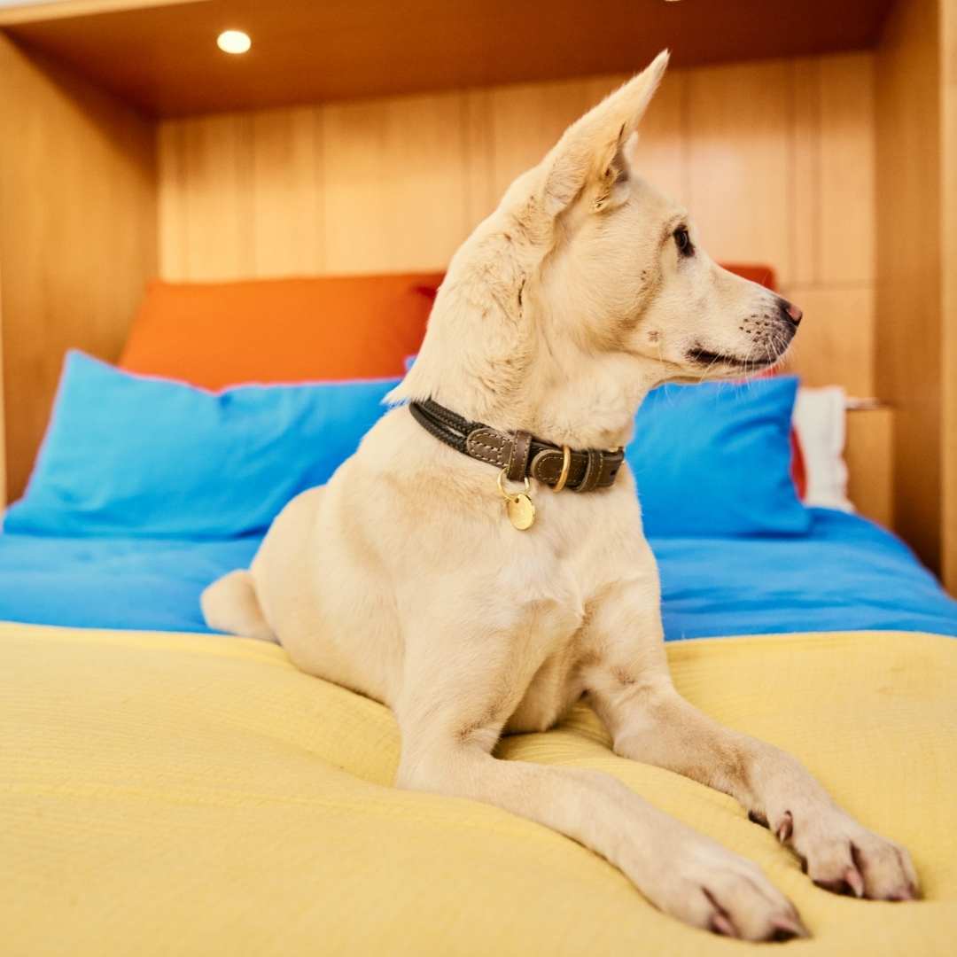 Dog sitting on a bed with blue pillows and yellow bedding