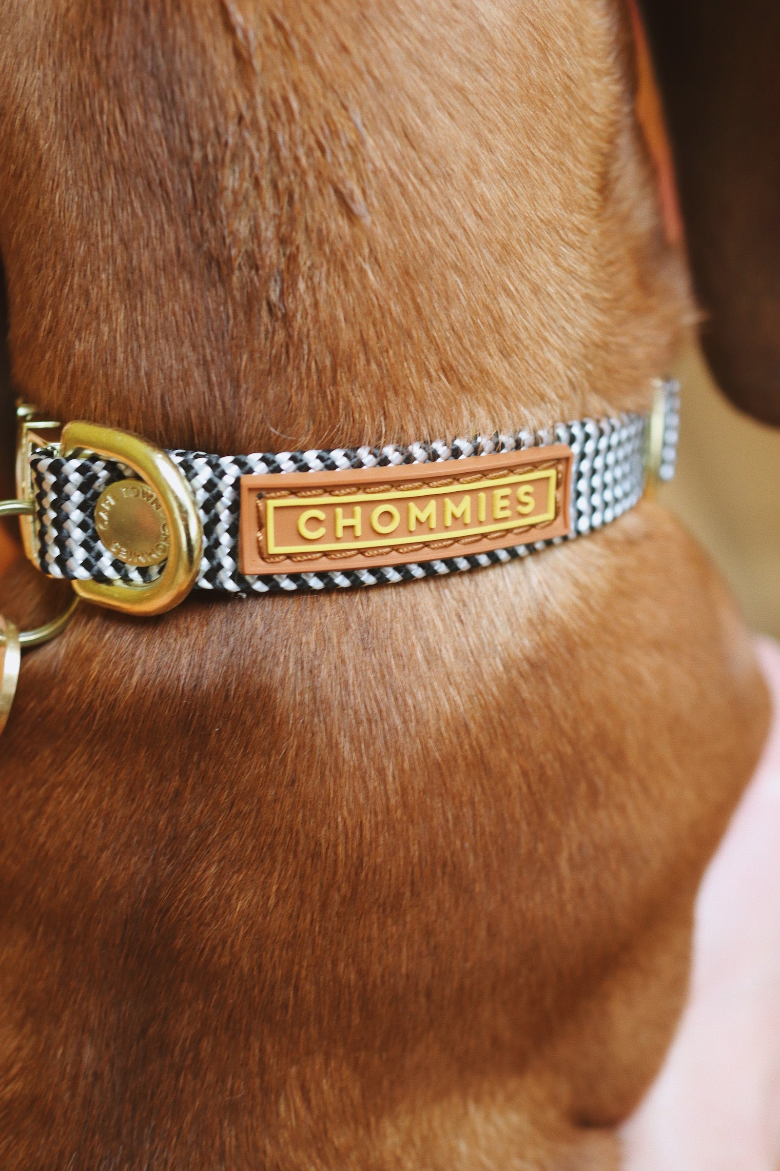 Adjustable Puppy Collar | Tiger