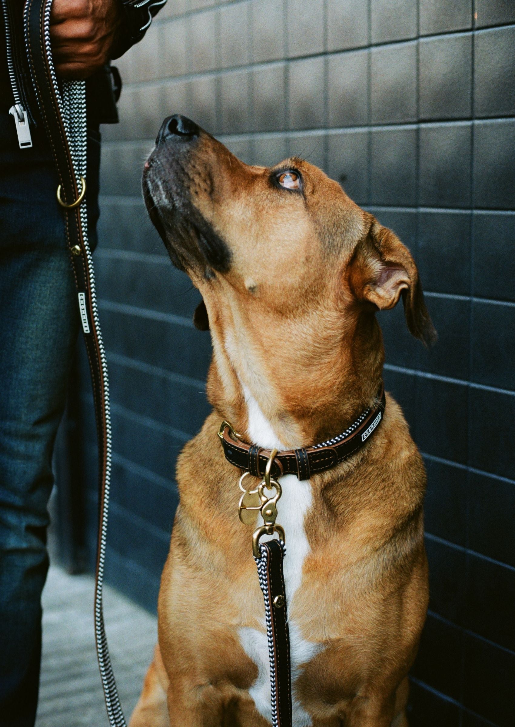 Adjustable Leather Dog Collar | Hendrix