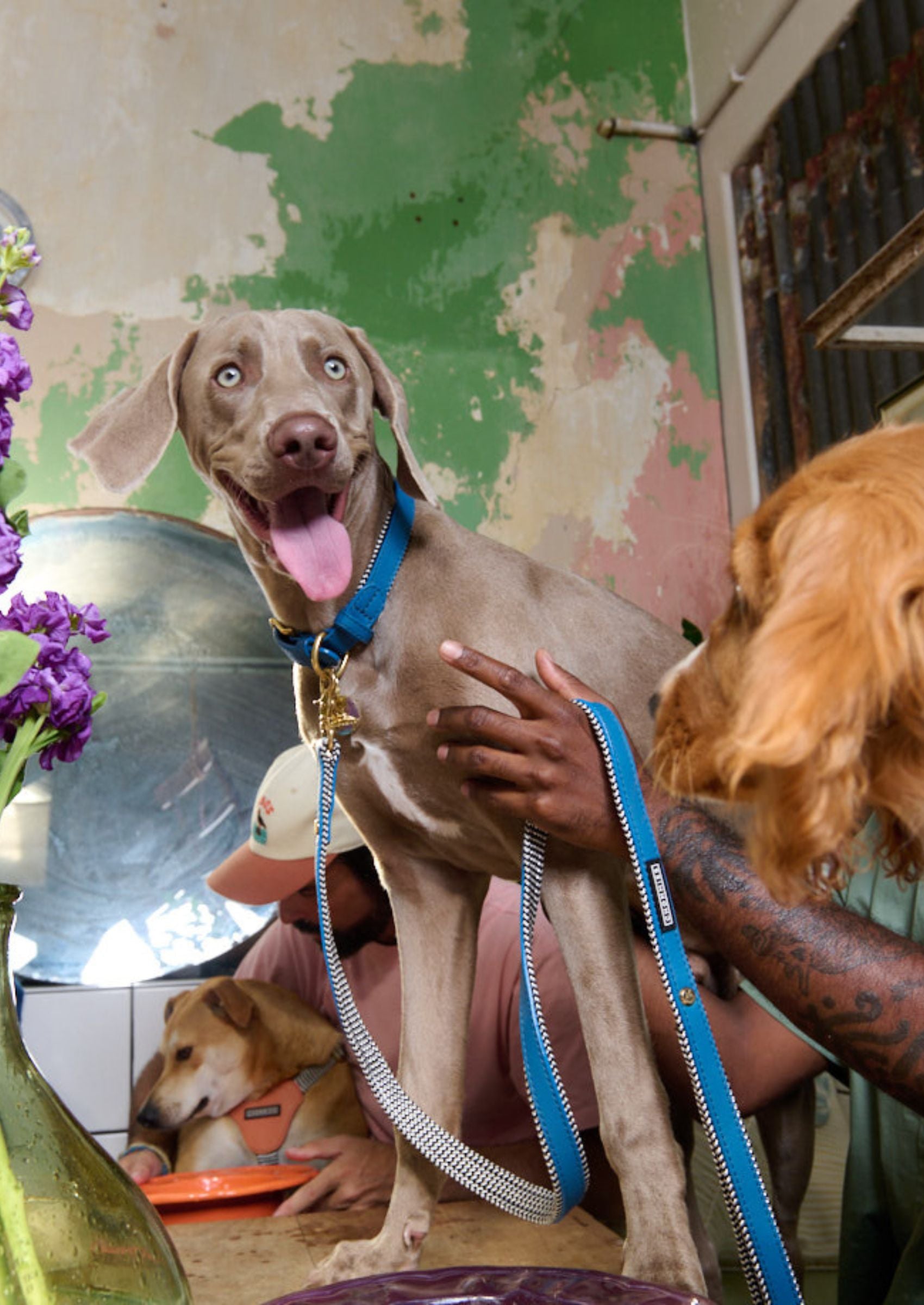 Everyday Leather Dog Leash | Bloublommetjie