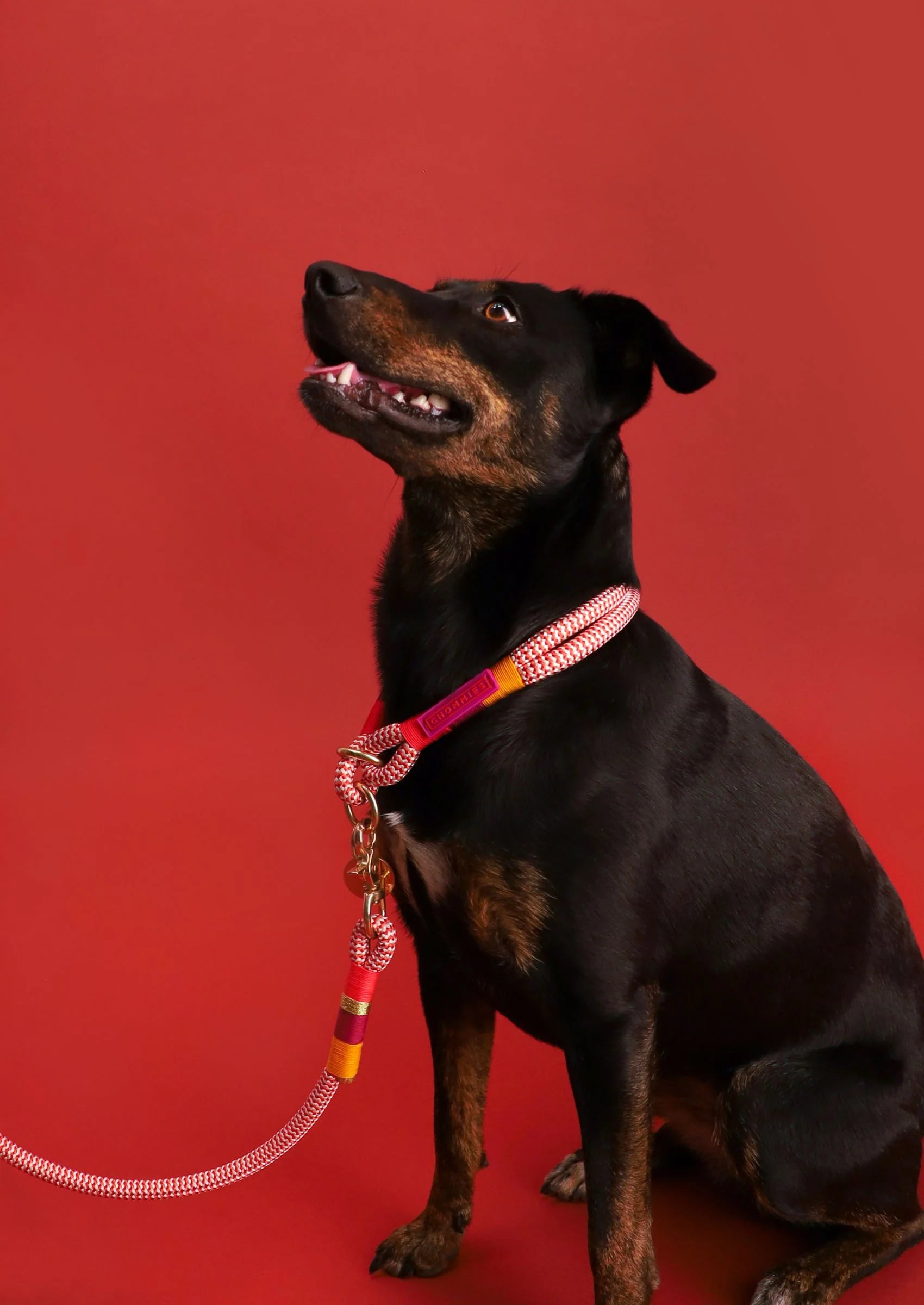 Everyday Dog Leash | Fezzy