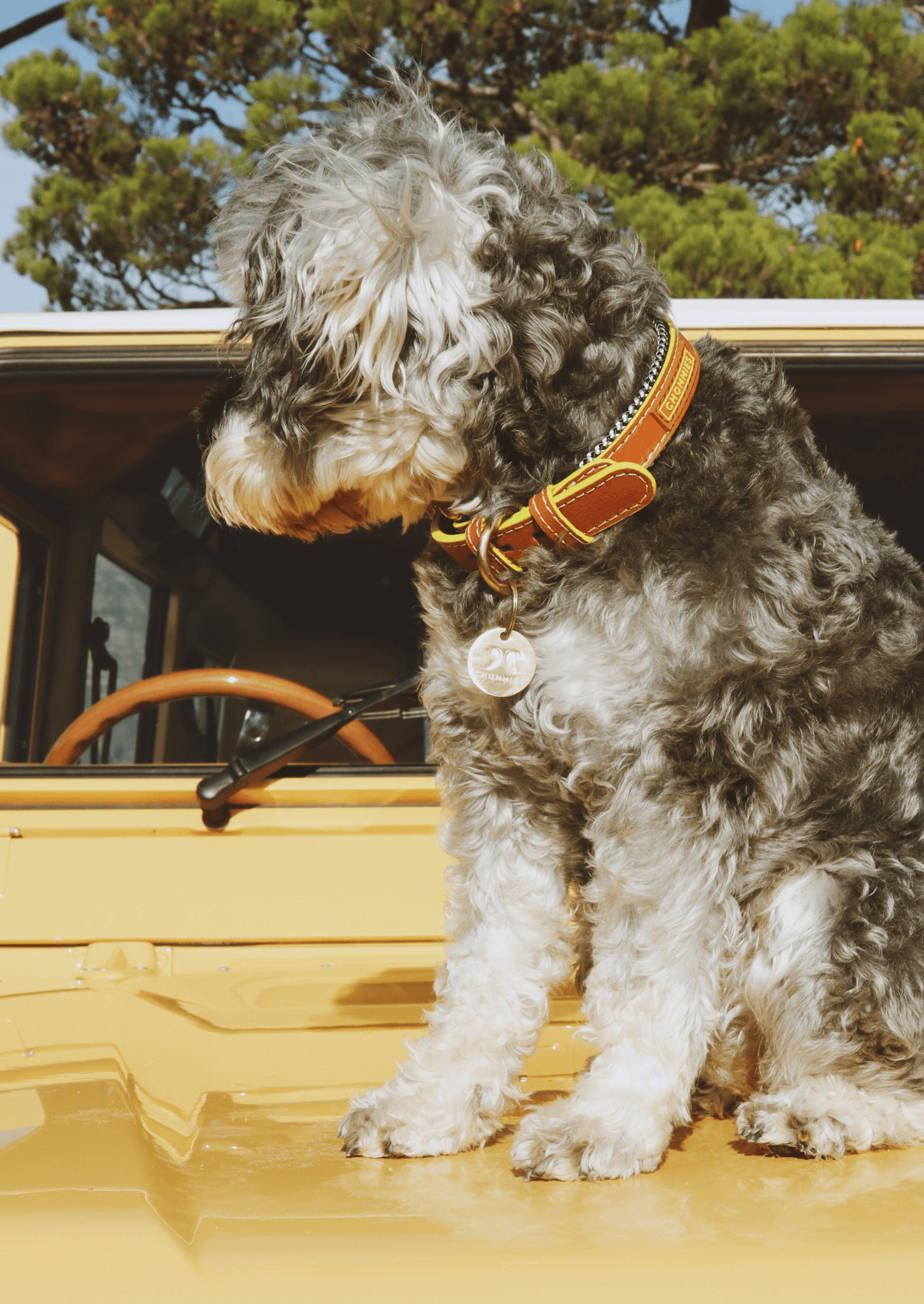 Chommies Adjustable Leather Dog Collar | Cognac West