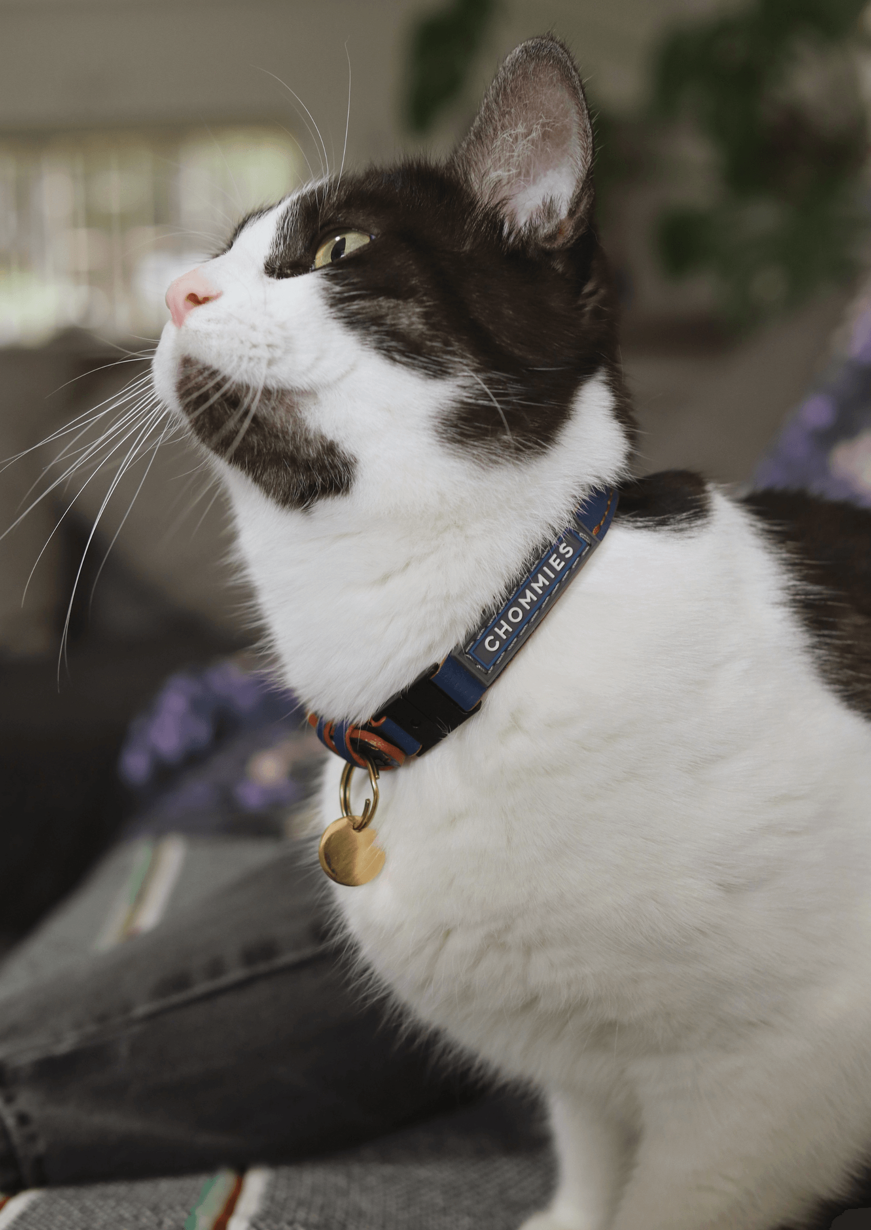 Chommies Adjustable Quick - Release Leather Cat Collar | Blue Snoop