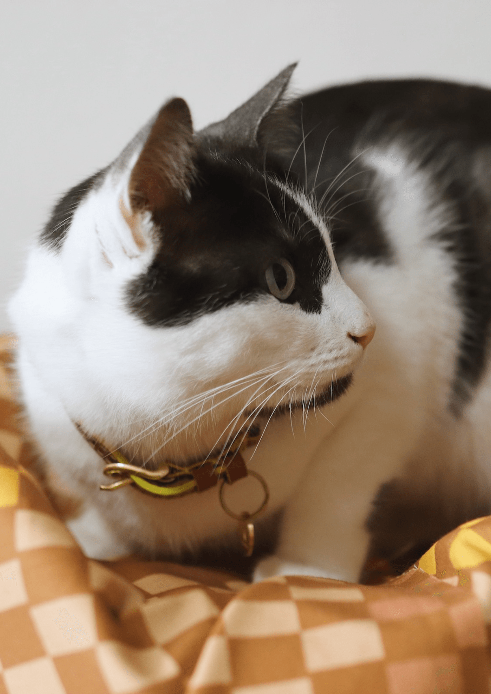 Chommies Adjustable Quick - Release Leather Cat Collar | Cognac West