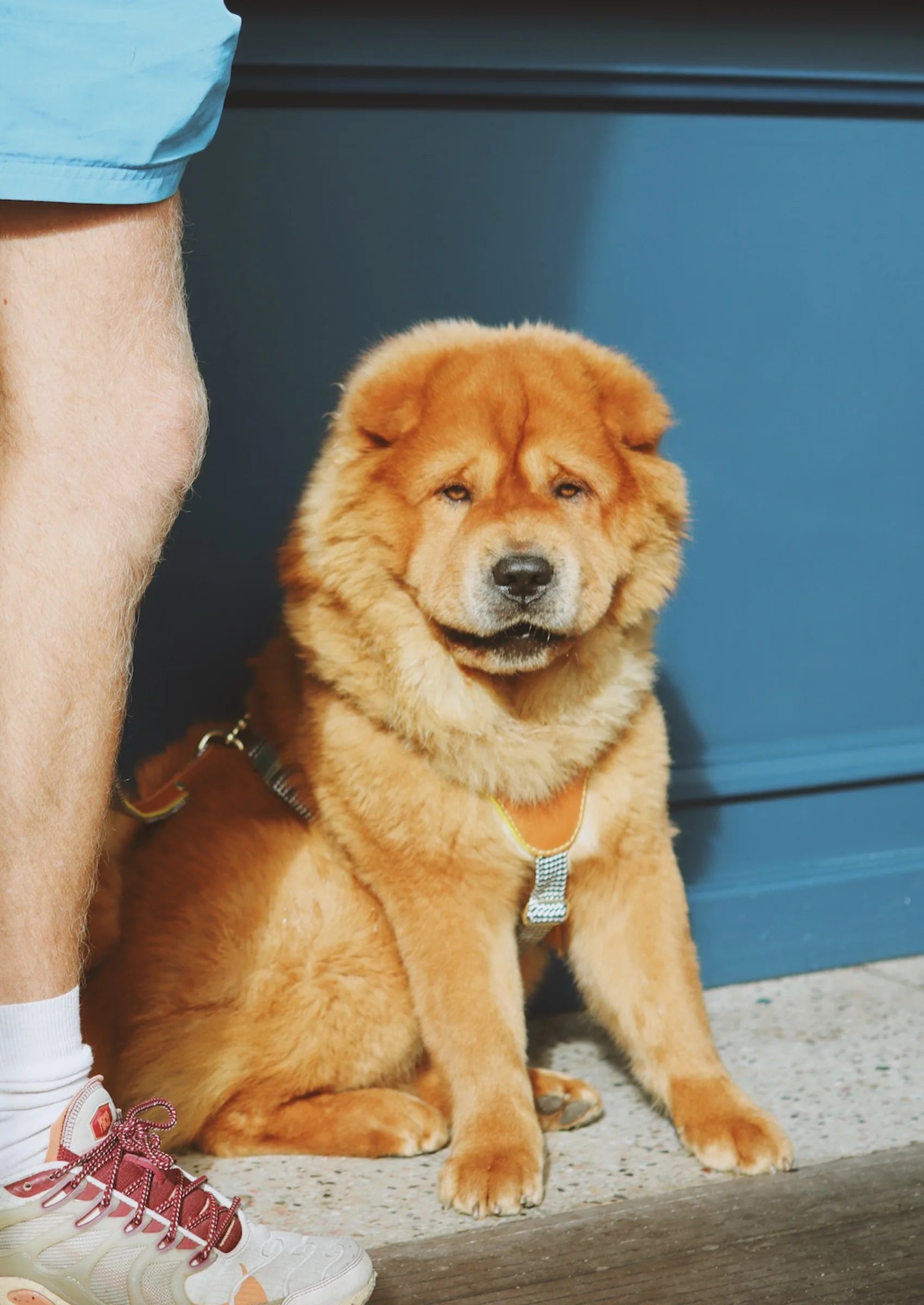 Adjustable Leather Dog Harness | Cognac West
