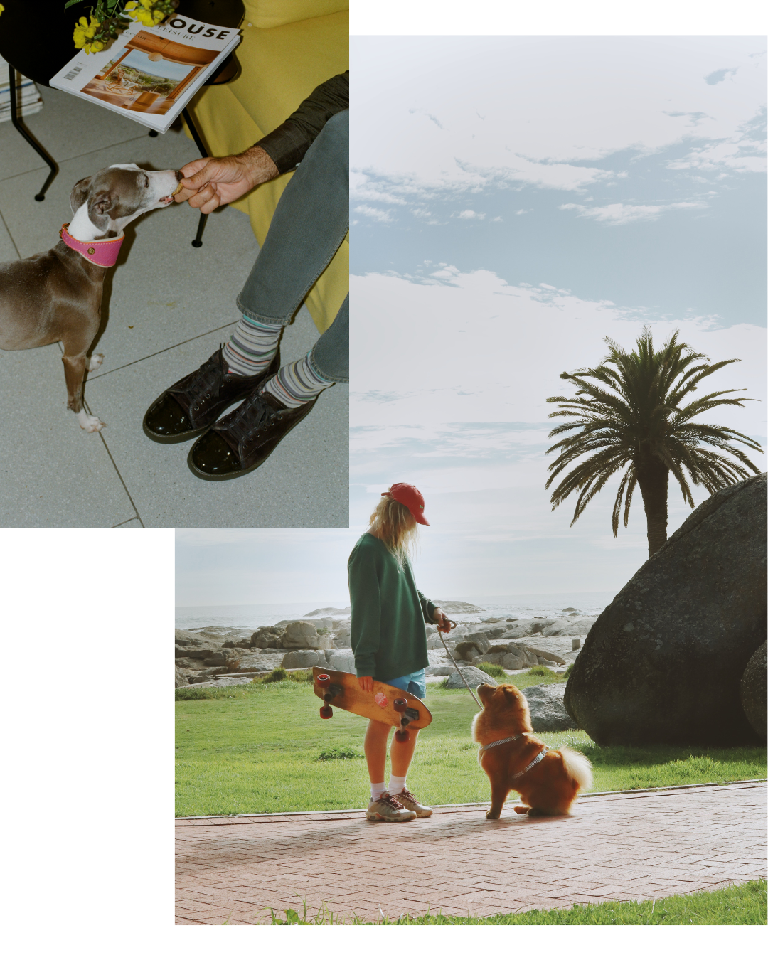 Chommies Mother City Collection Leather Dog accessories