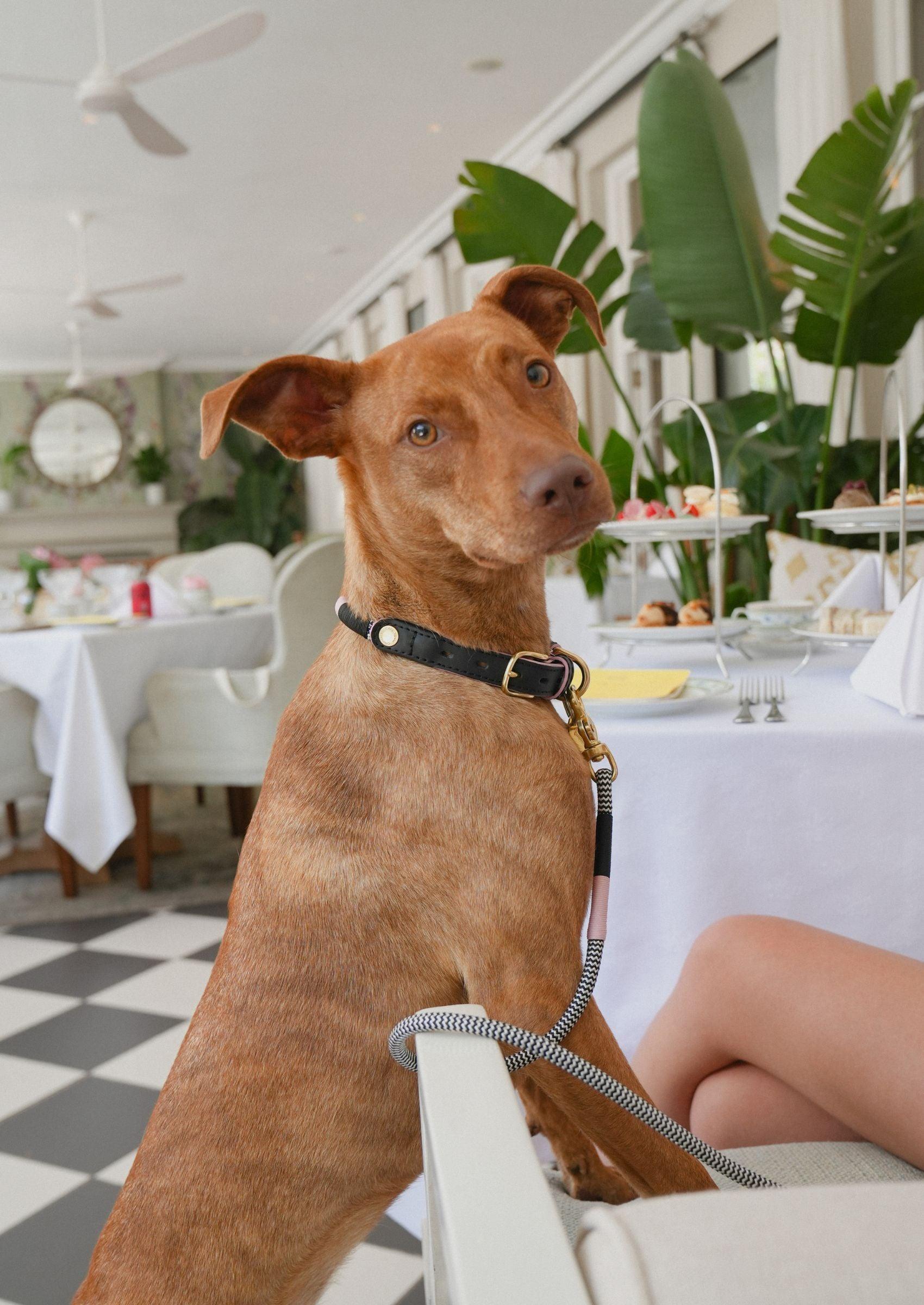 Chommies Everyday Dog Leash | Tennis Court