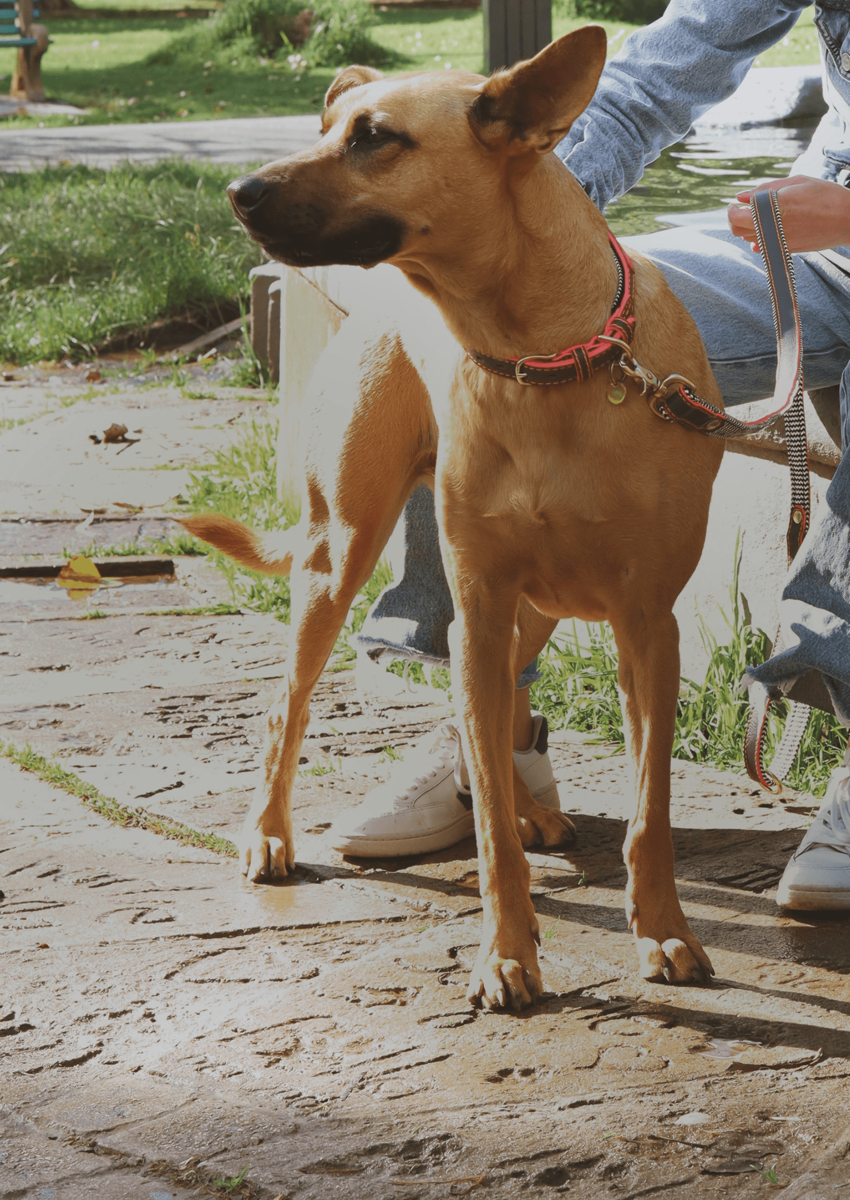 Chommies Everyday Leather Dog Leash | Grey Z