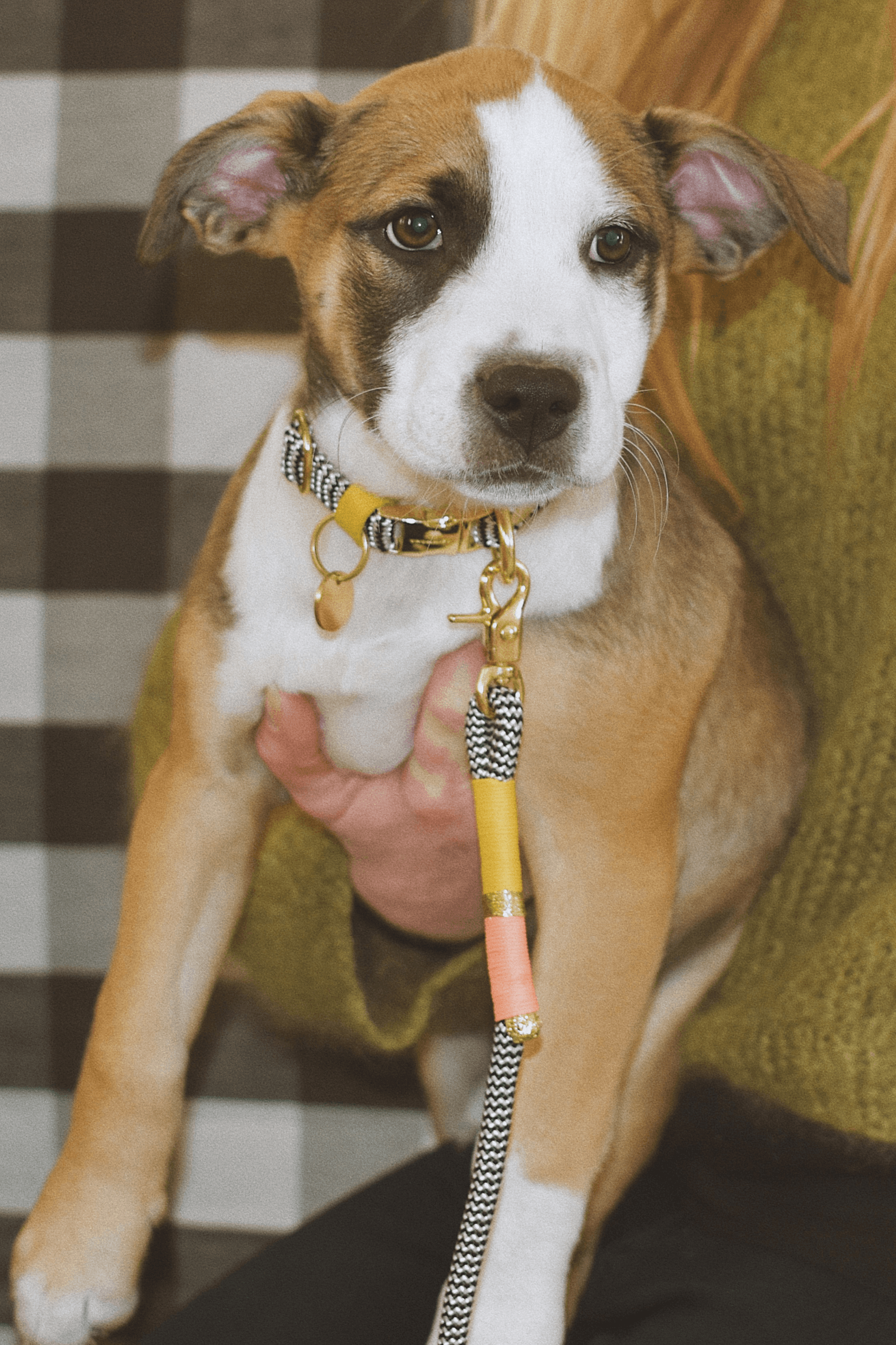Chommies Everyday Puppy Leash | Love & Licks