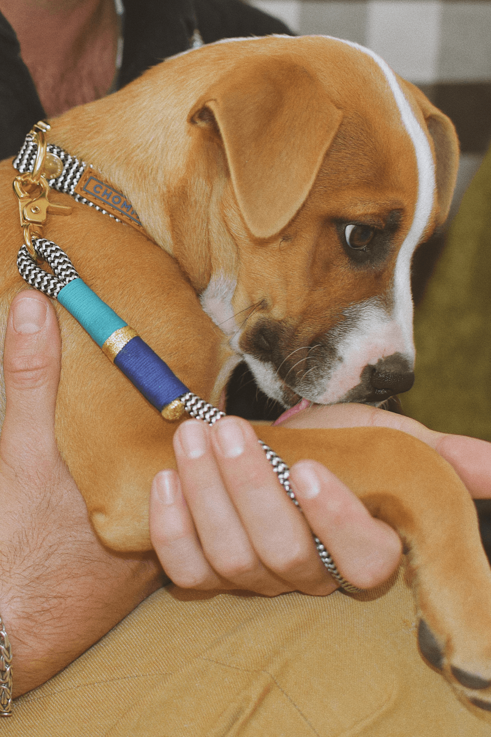 Chommies Everyday Puppy Leash | Moon & Back