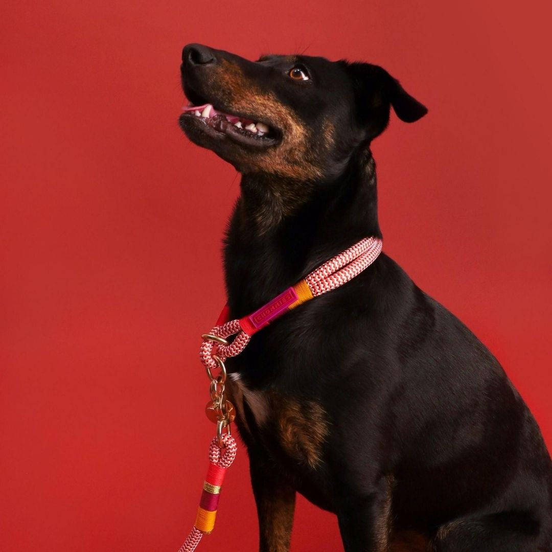 Everyday Dog Leash | Fezzy