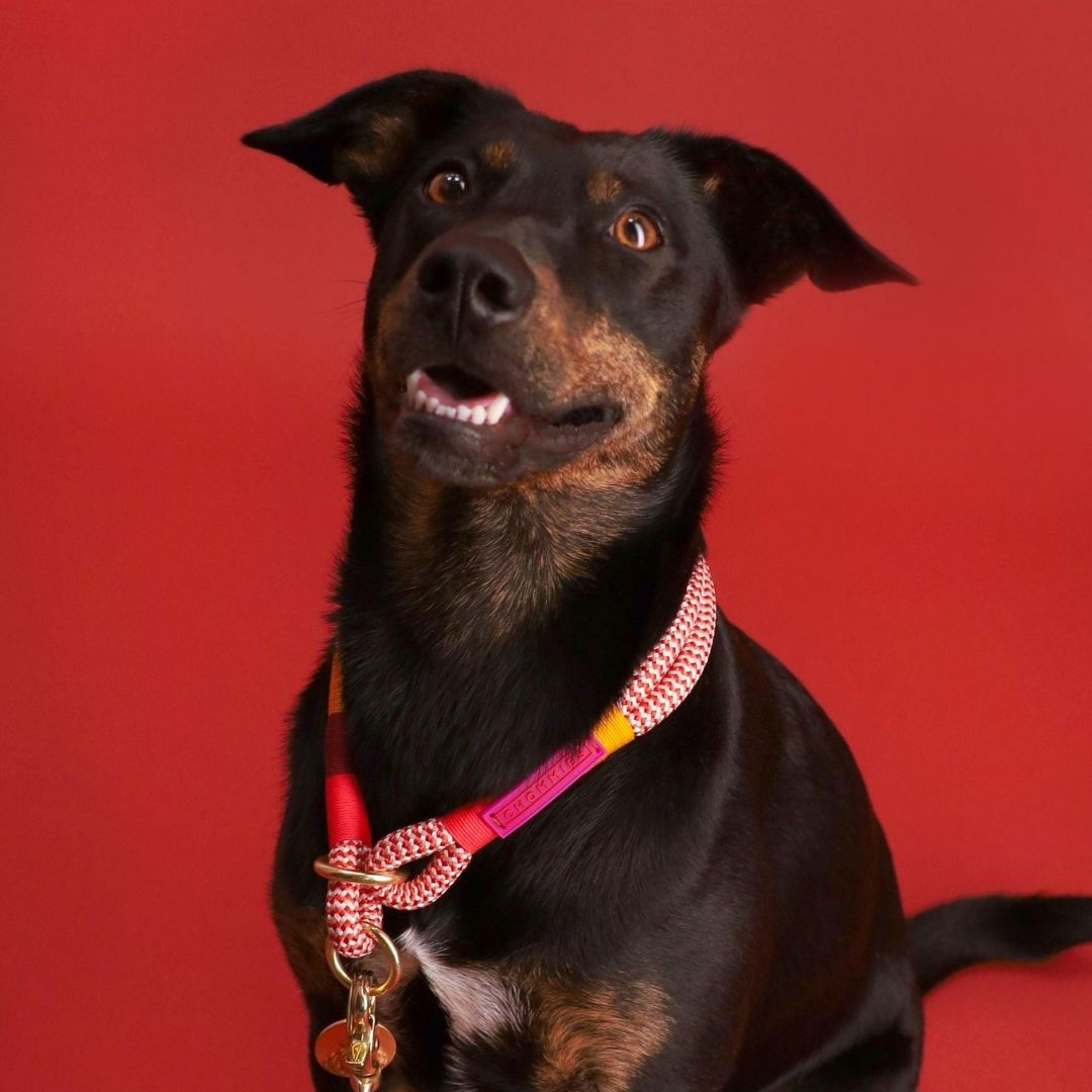 Slip-On Choker Dog Collar | Fezzy