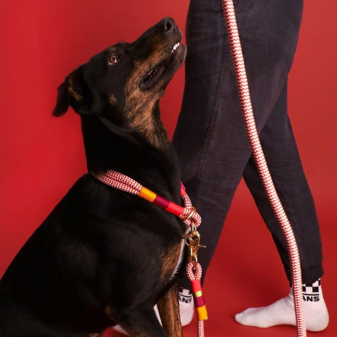 Everyday Dog Leash | Fezzy