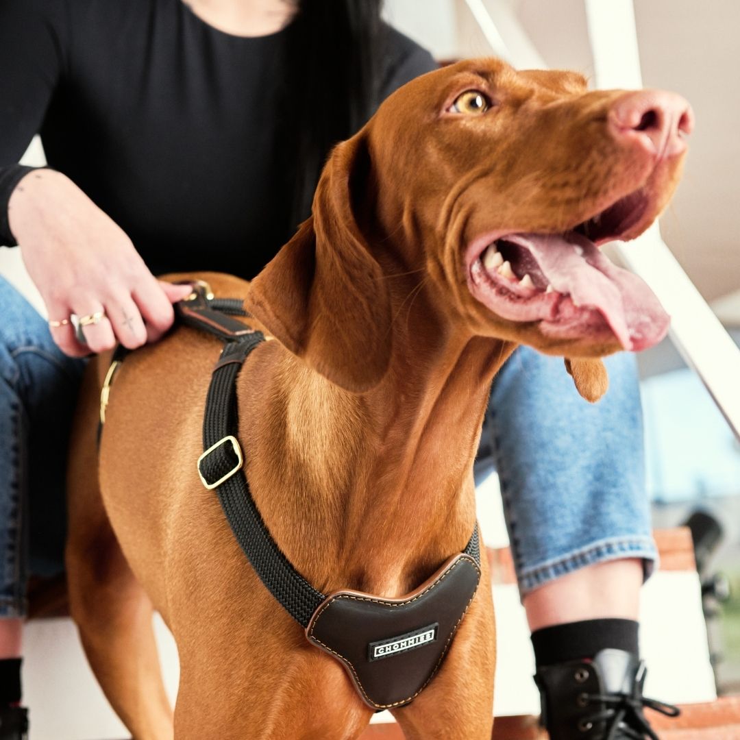 Adjustable Leather Harness | Hendrix