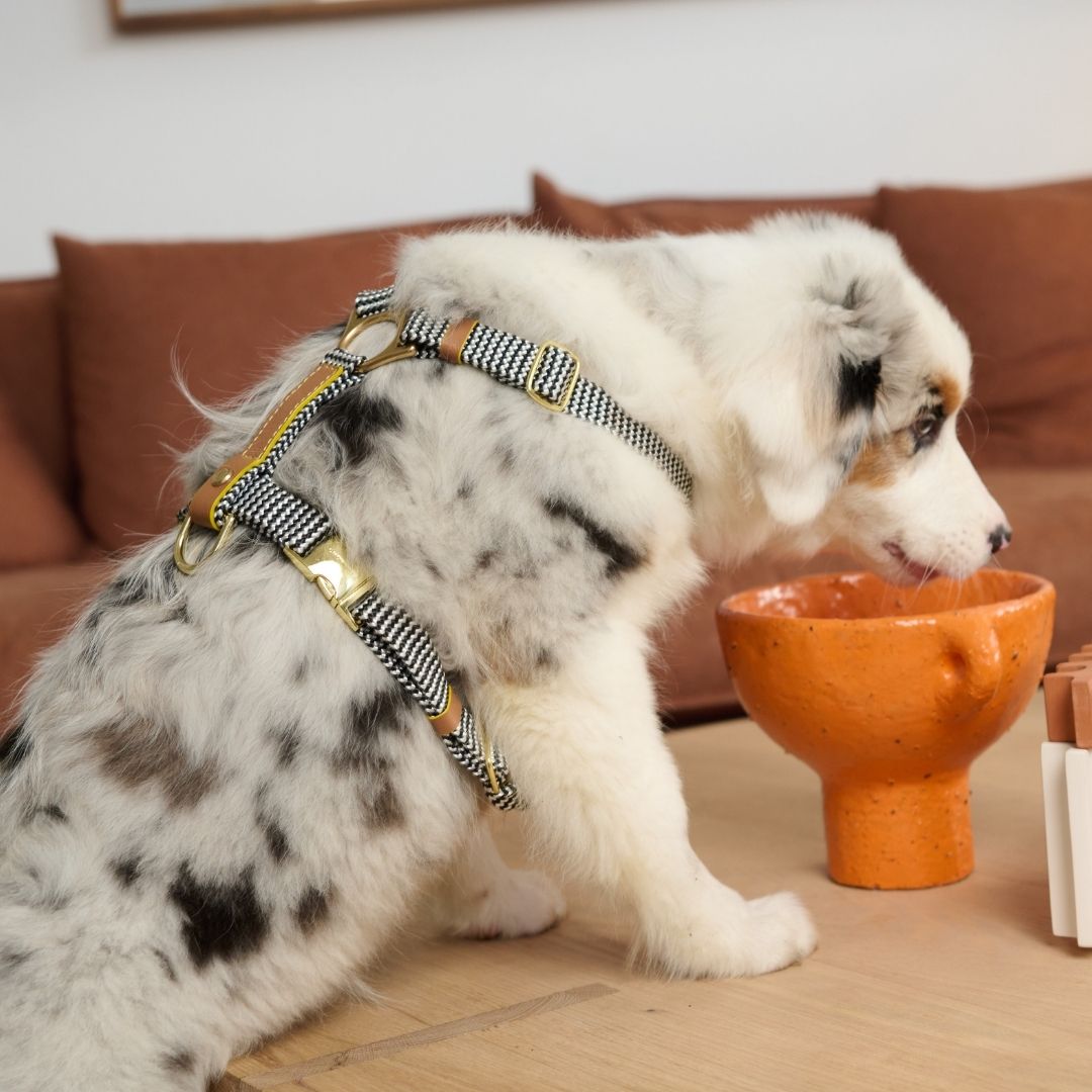 Leather Dog Harness | Cognac West