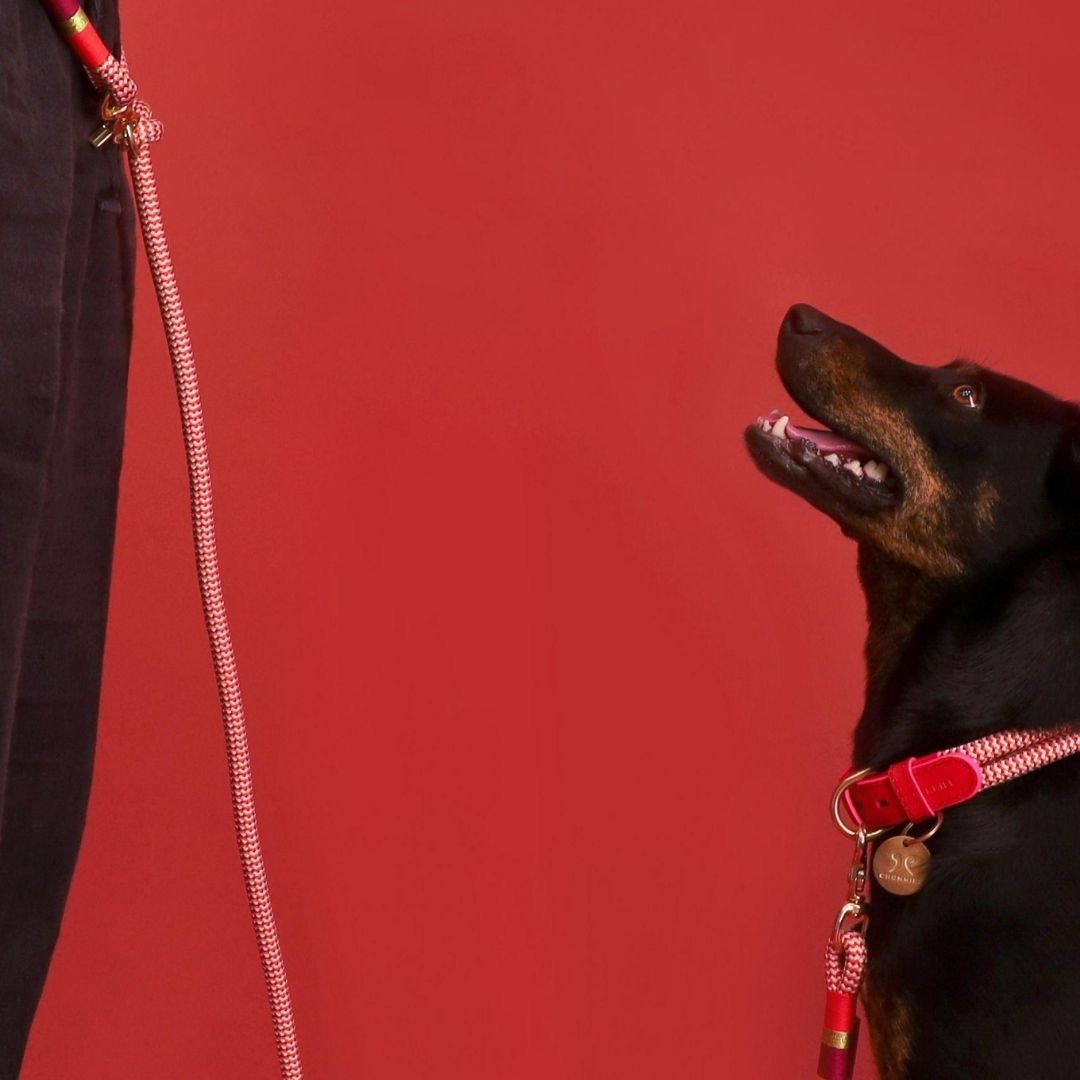 Hands-Free Dog Leash | Fezzy