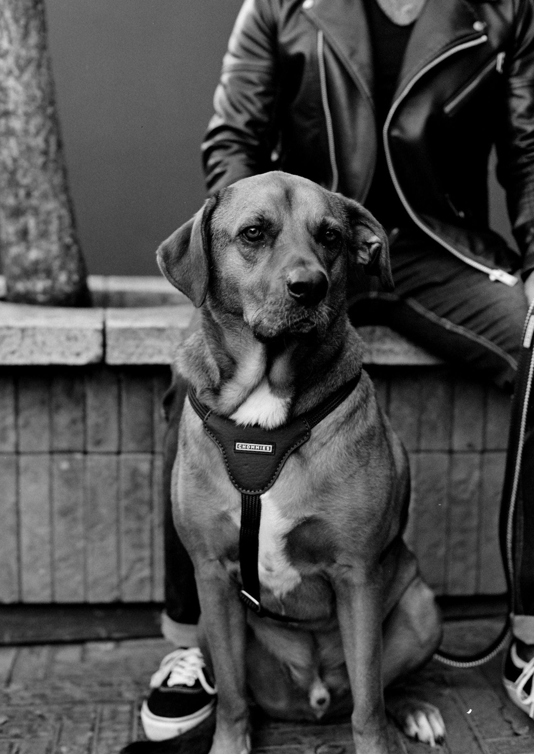 Chommies Leather Dog Harness | Hendrix