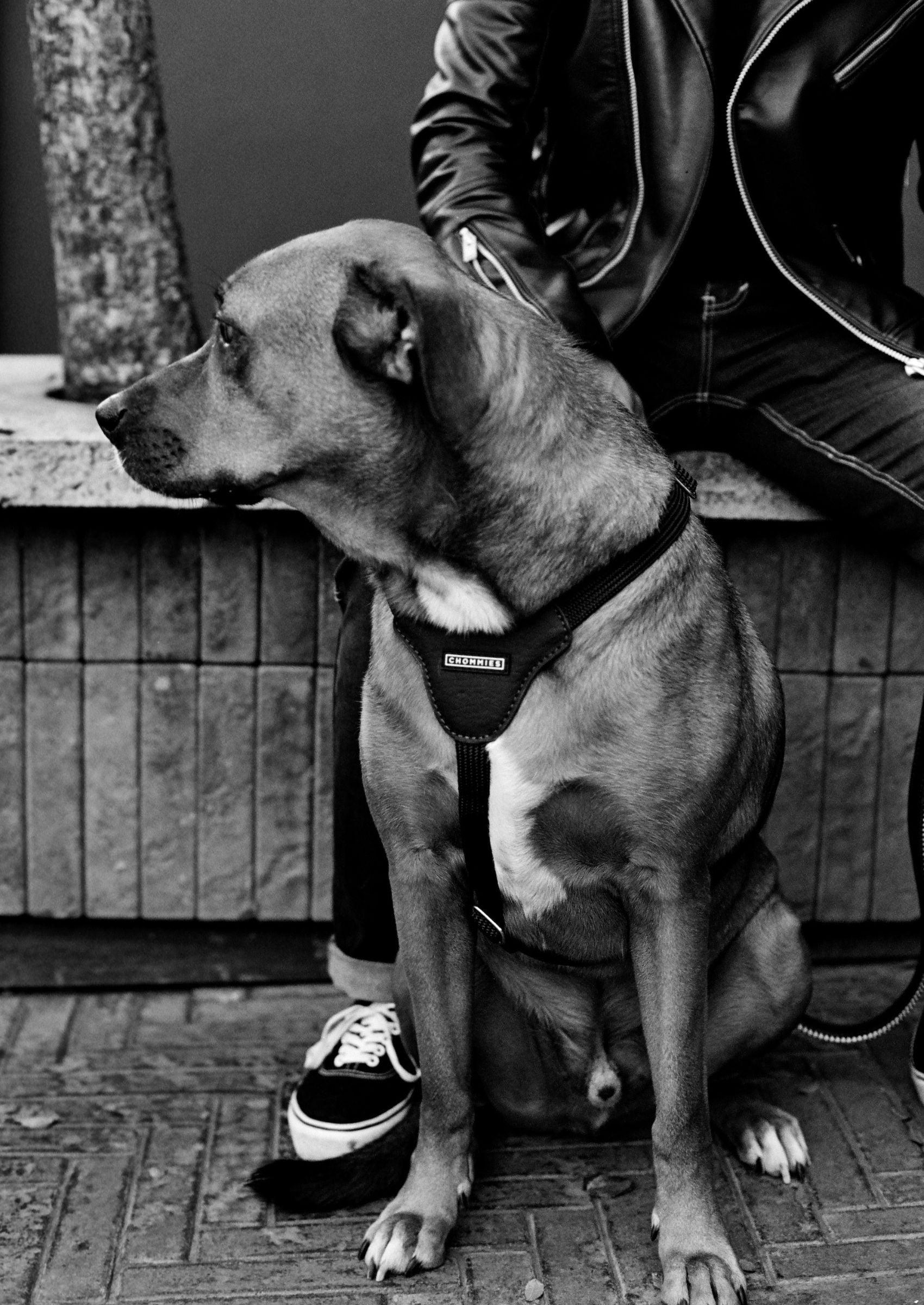 Chommies Leather Dog Harness | Hendrix