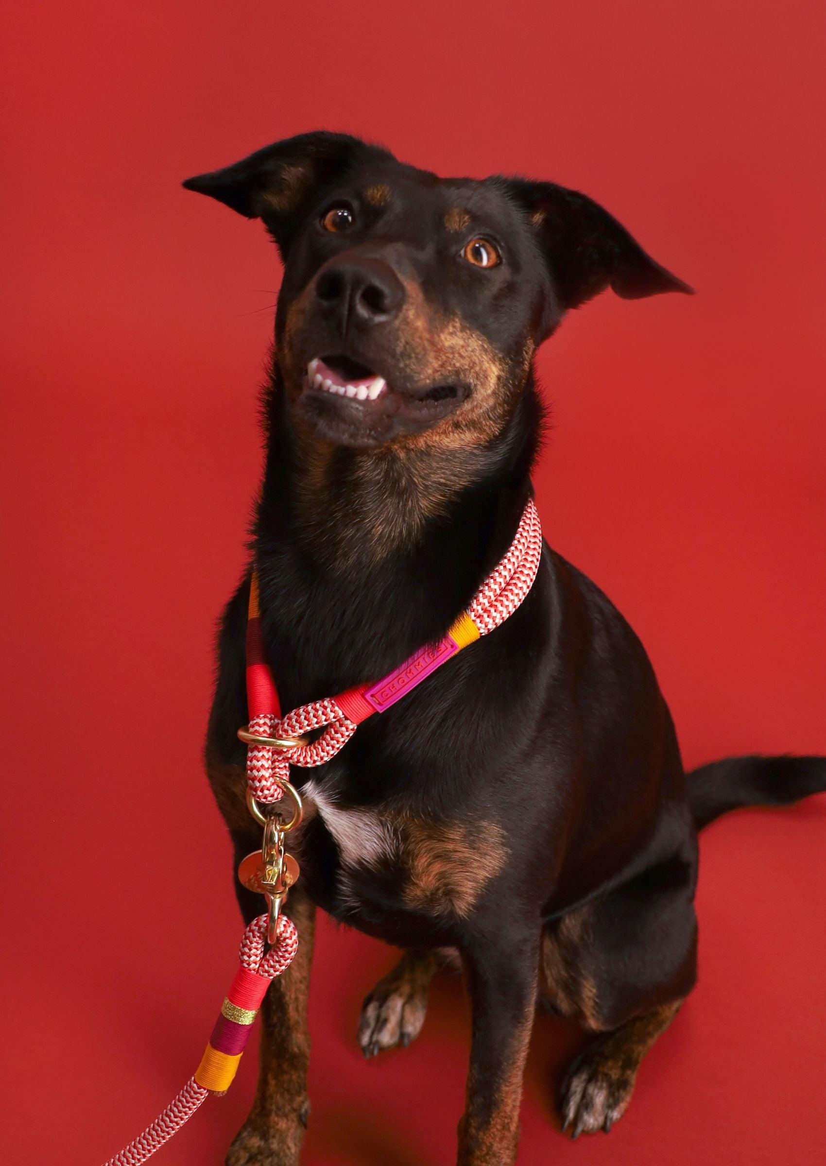 Chommies Slip - On Choker Dog Collar | Fezzy