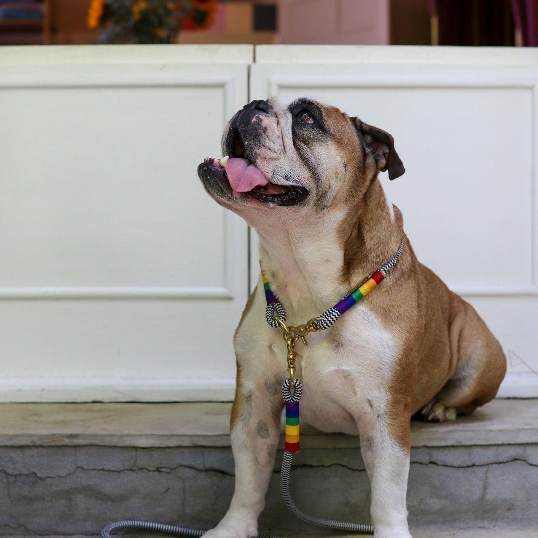 Everyday Dog Leash | Rainbow