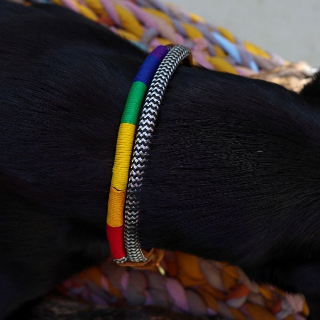 Adjustable Dog Collar | Rainbow