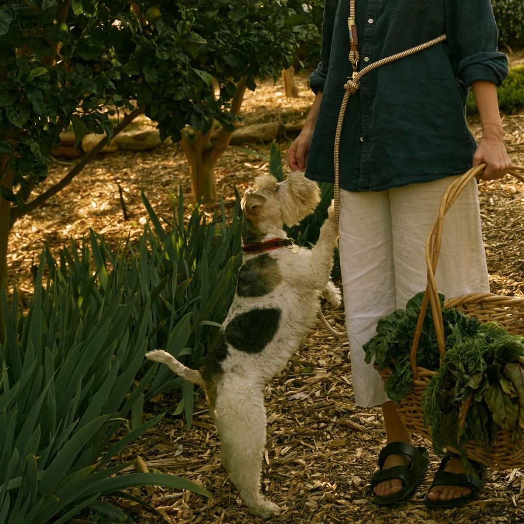 Hands-Free Dog Leash | Summer