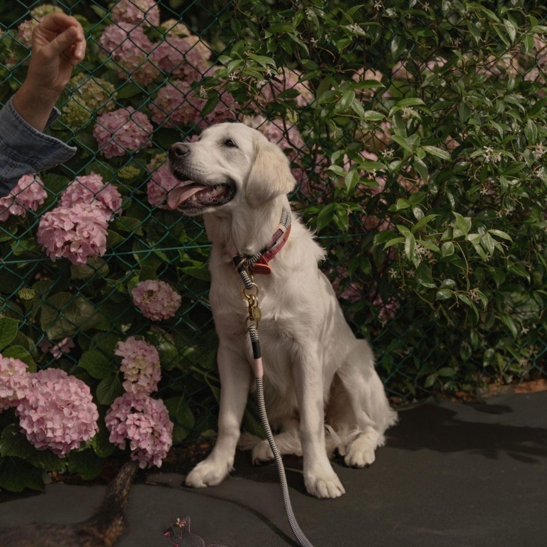 Slip-on Dog Leash | Tennis Court